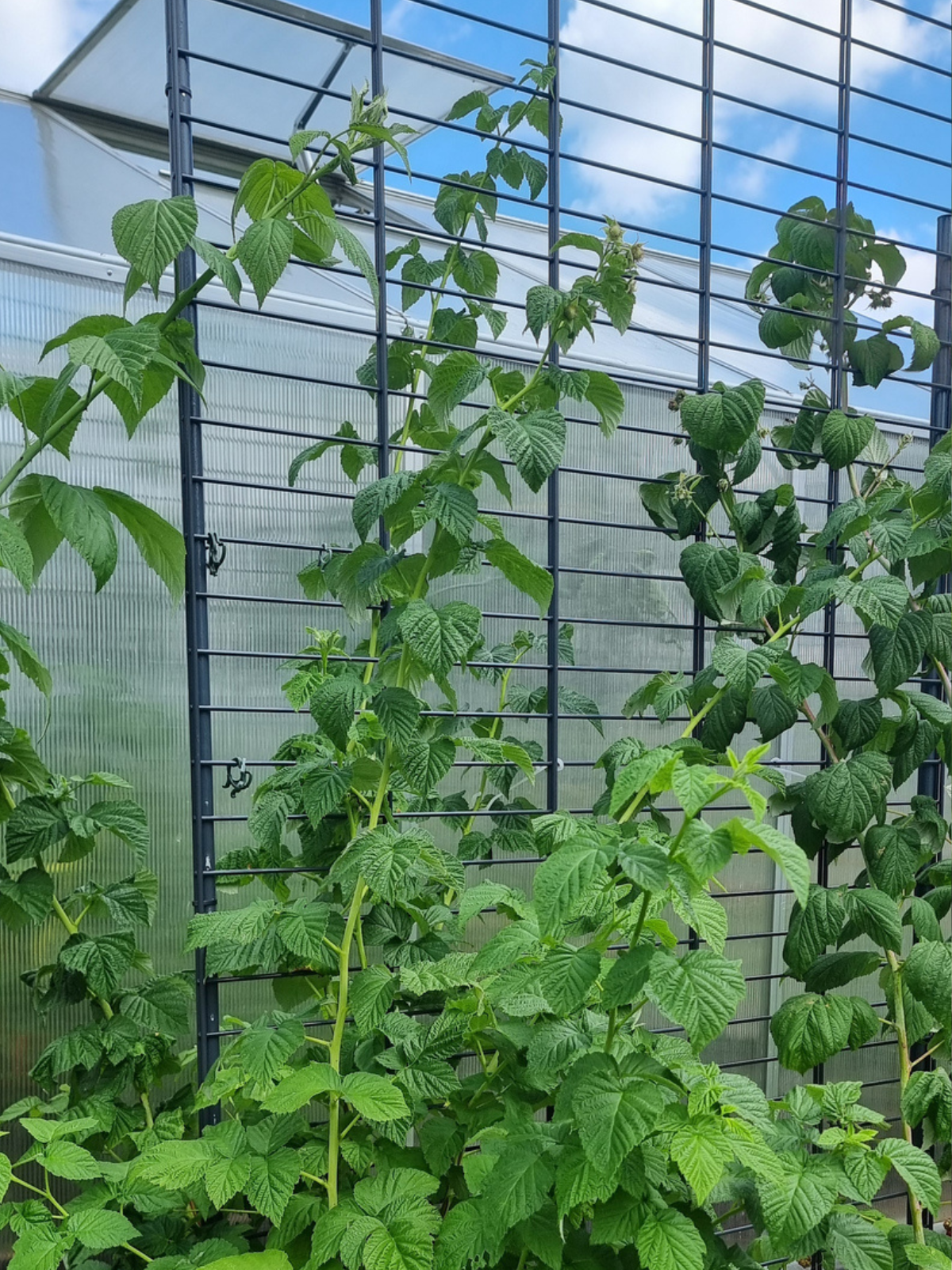 Himbeeren an selbstgebauter Rankhilfe aus Zaunmatte vor dem Gewächshaus