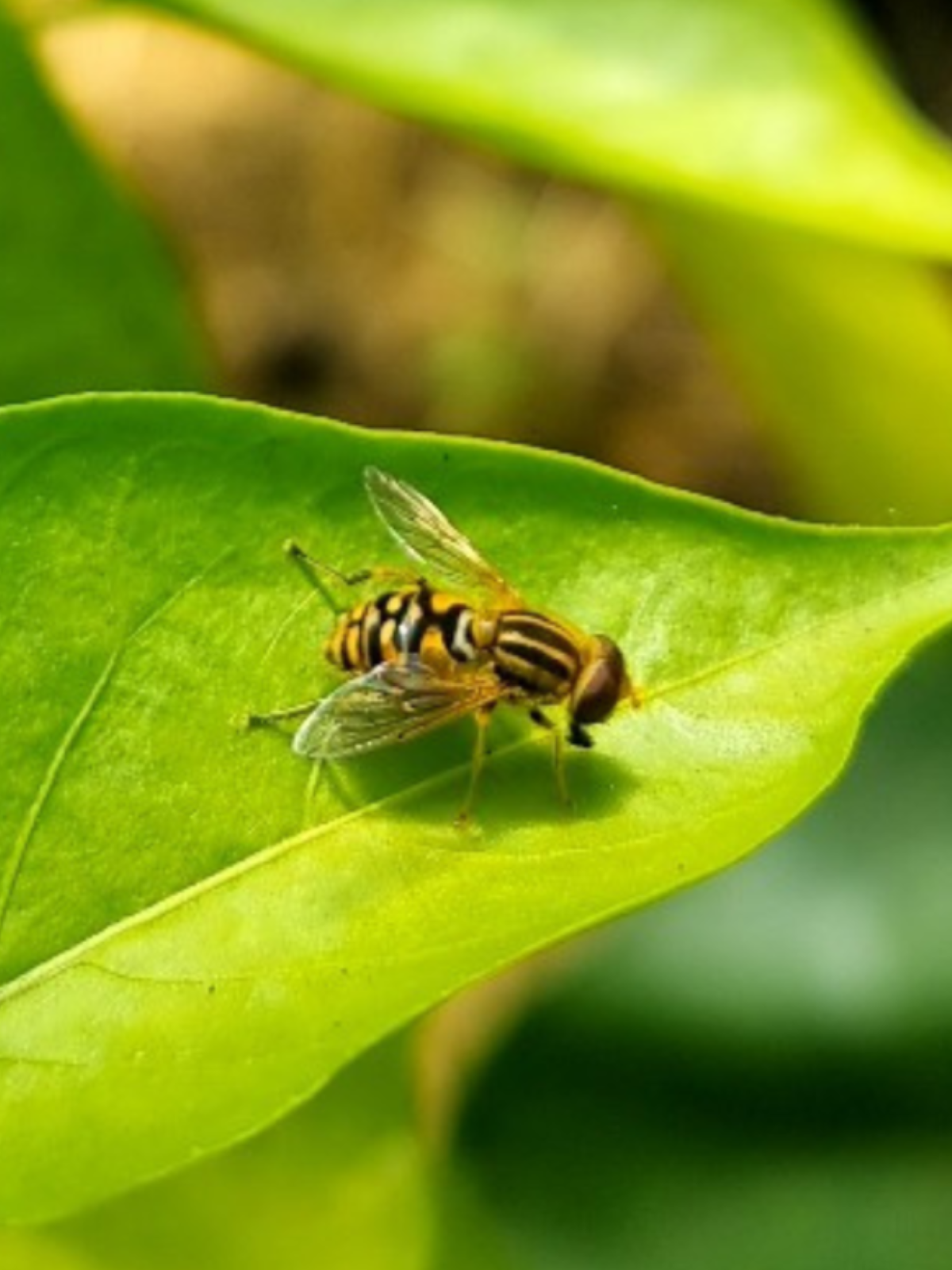 Schwebfliege auf einem grünen Blatt als Nützling im Garten.