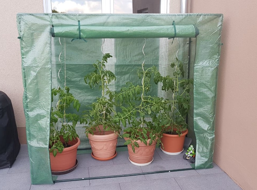 Vier große Tomatenpflanzen im Kübel wachsen geschützt in einem kleinen Foliengewächshaus auf dem Balkon. Die Pflanzen sind mit Schnüren fixiert und stehen in Tontöpfen auf grauen Fliesen.