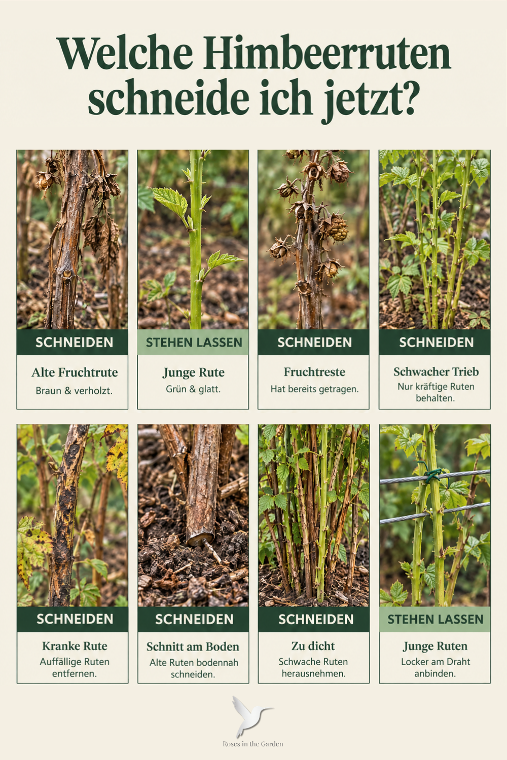 Bildübersicht mit acht Detailfotos von Sommerhimbeerruten. Gezeigt werden alte verholzte Fruchtruten, junge grüne Ruten, Fruchtreste, schwache und auffällige Triebe sowie der richtige bodennahe Schnitt, ausreichender Abstand und das lockere Anbinden junger Ruten.