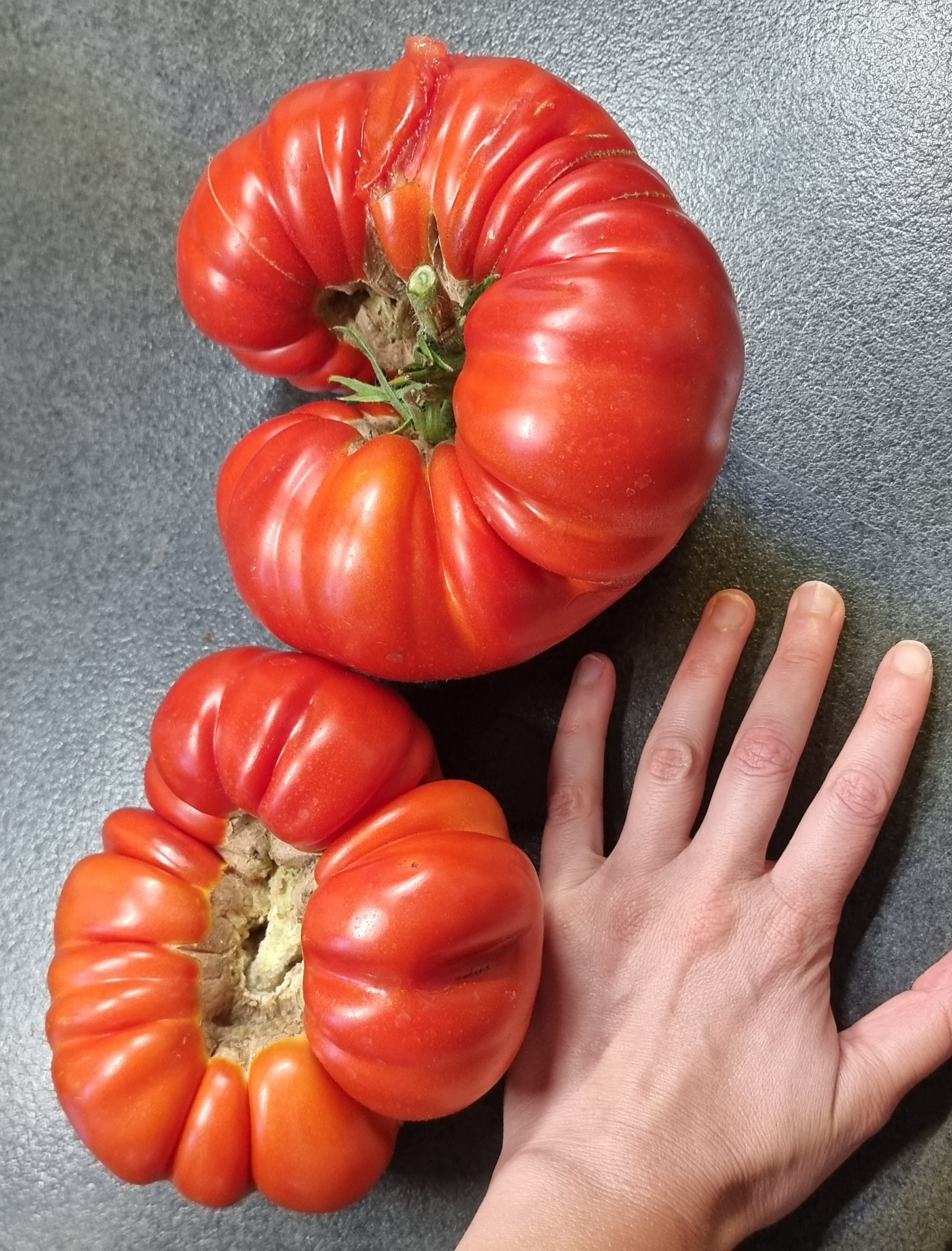 zwei große rote Fleischtomaten und eine Hand daneben um die Größe der Tomaten zu verdeutlichen, Tomaten sind genau so groß wie die Hand