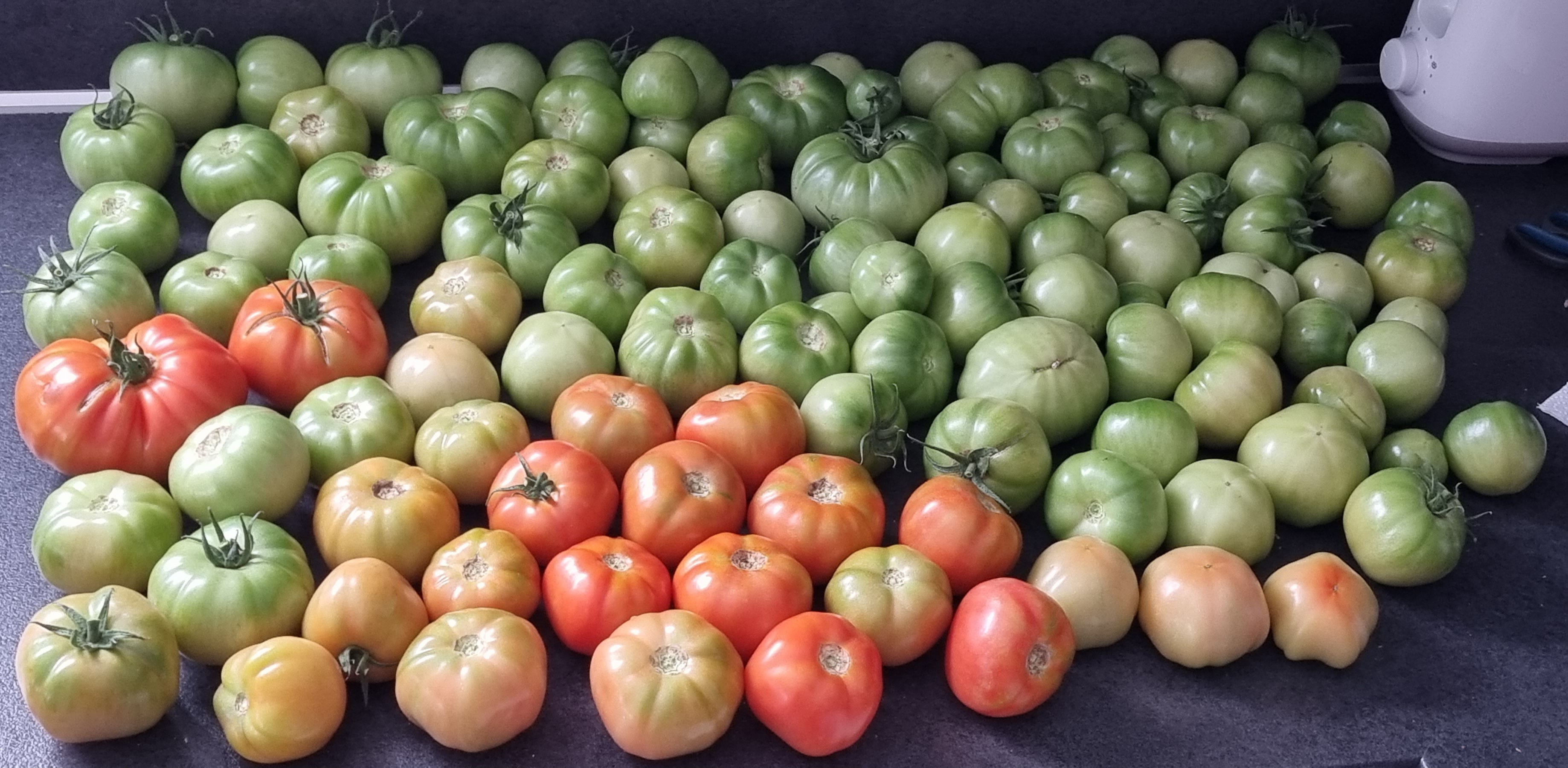 Viele grüne Tomaten liegen auf der Küchenarbeitsplatte, manche sind hellrosa am Nachreifen
