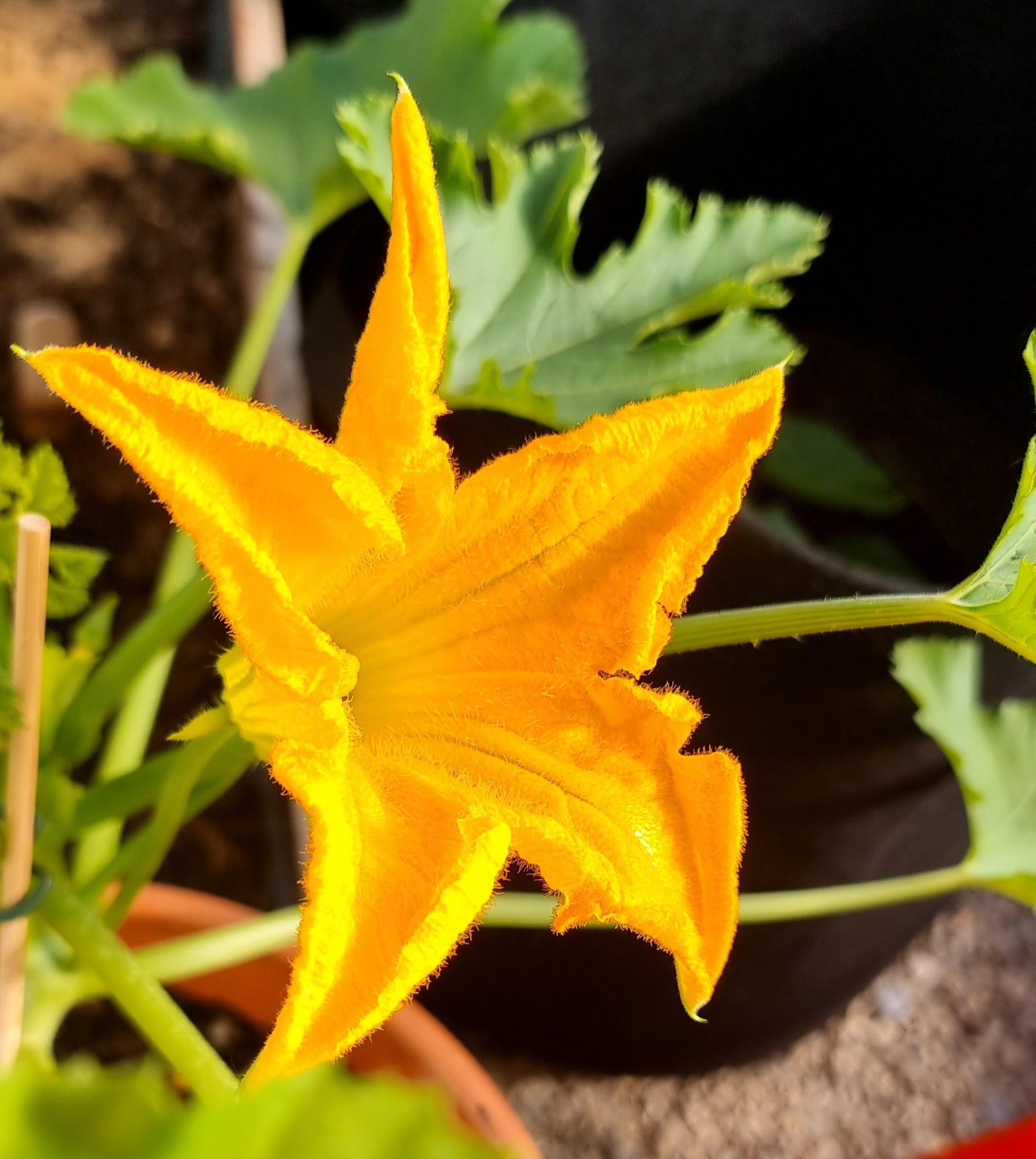 Gelbe mĂ€nnliche ZucchiniblĂŒte: langer Stiel, groĂe gelbe BlĂŒte, kein Fruchtansatz-bringt Pollen