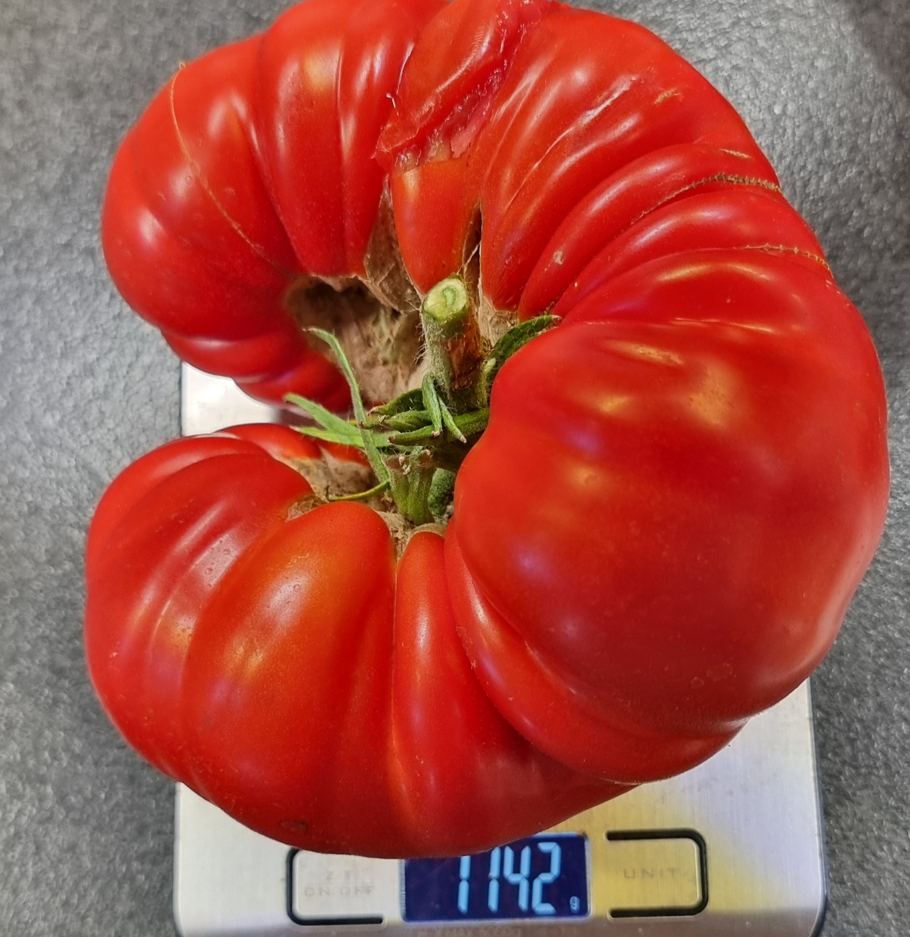 Rote Riesentomate mit 1.142 g Gewicht auf Küchenwaage – Rekordernte aus dem Garten 2024.