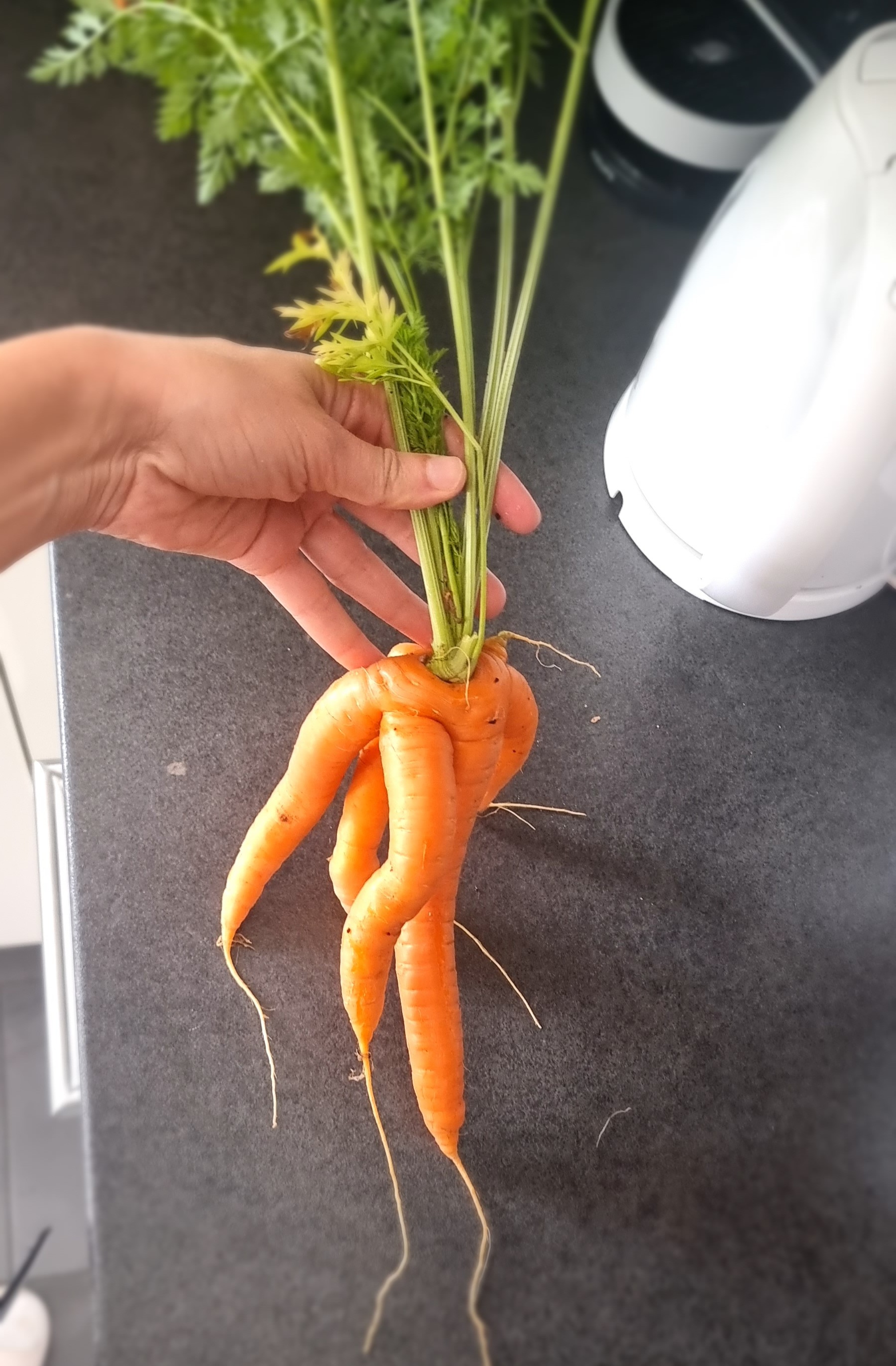 Ungewöhnlich geformte Gartemöhre mit mehreren Wurzelarmen, frisch geerntet und in der Hand gehalten.
