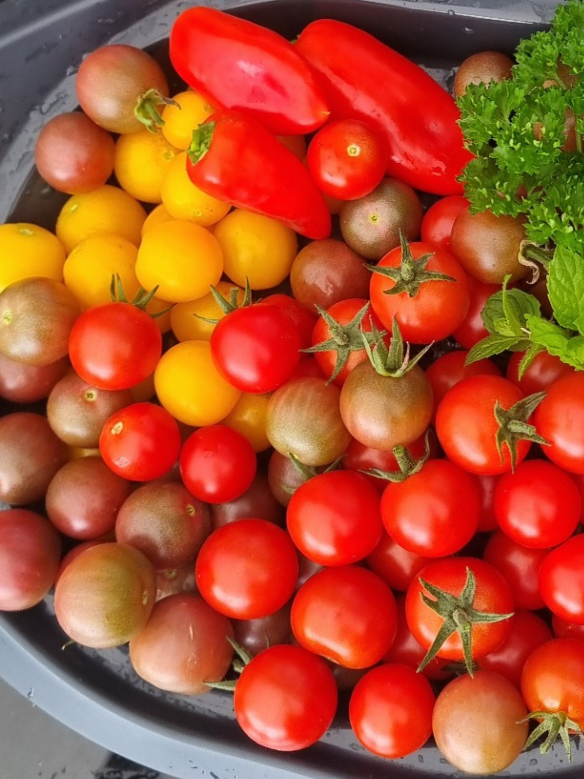 Frische Cherrytomaten Mischung mit gelben, roten und dunklen Früchten sowie Kräutern – vielfältige Tomatenernte aus dem Garten