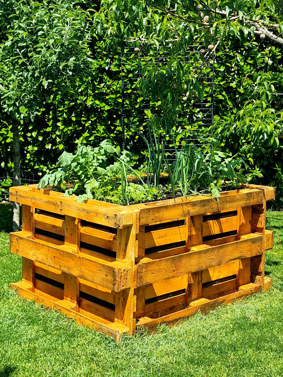 Ein DIY Hochbeet aus Europaletten bepflanzt mit Gemüse und Kräutern.