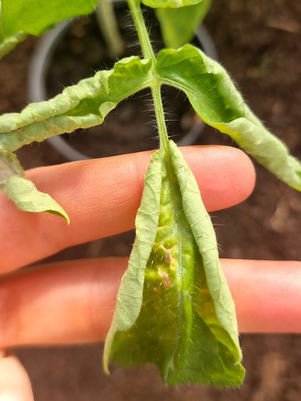 Tomatenpflanze mit eingerollten Blättern und sichtbaren Stresssymptomen im Garten. Nahaufnahme eines geschwächten Tomatenblatts mit Verformungen und heller Blattunterseite.