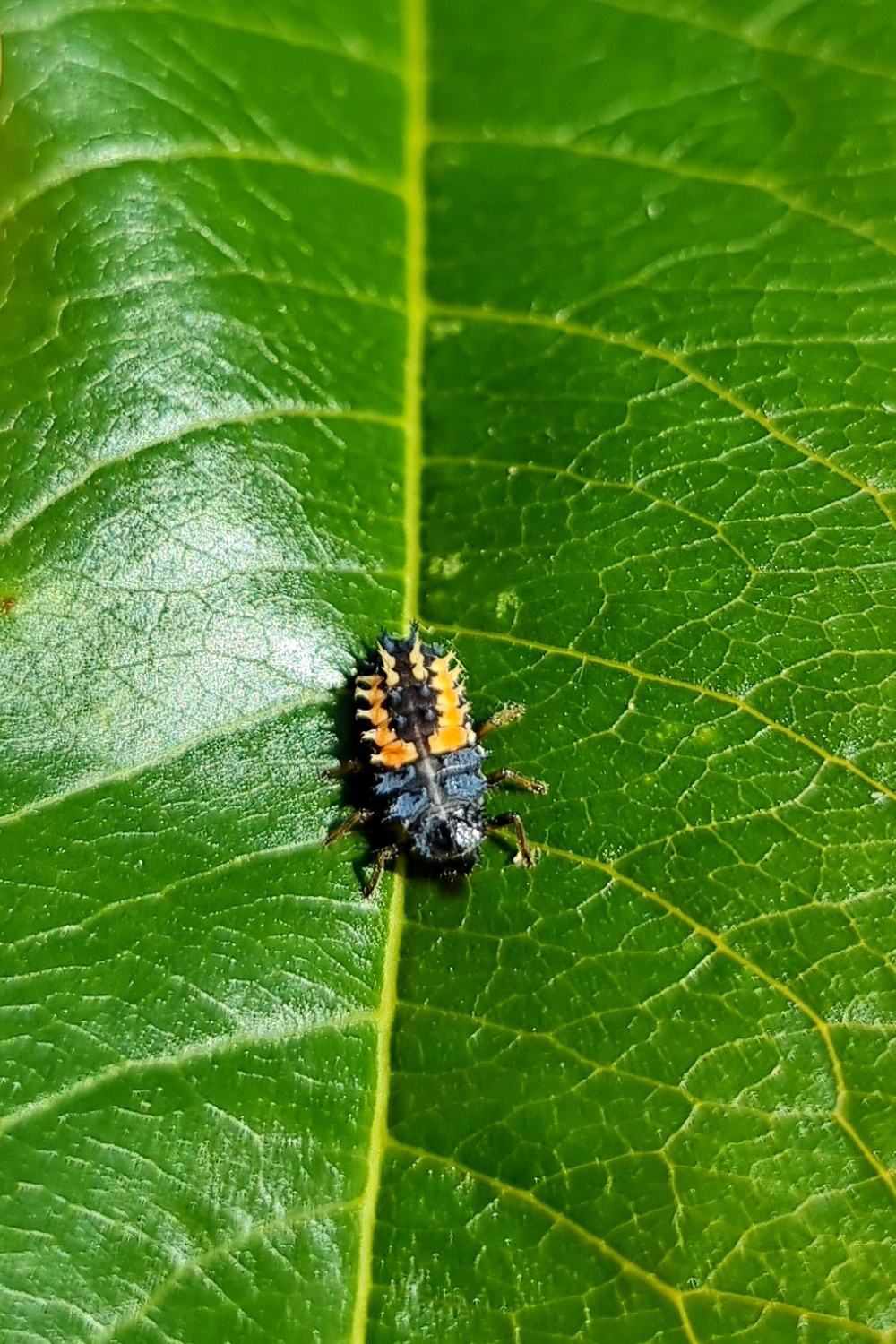 Nahaufnahme einer schwarz-orangen Marienkäferlarve auf einem kräftig grünen Blatt. Die Larve mit dorniger Struktur ist deutlich zu erkennen und steht symbolisch für natürliche Schädlingsbekämpfung im Garten, insbesondere gegen Blattläuse.