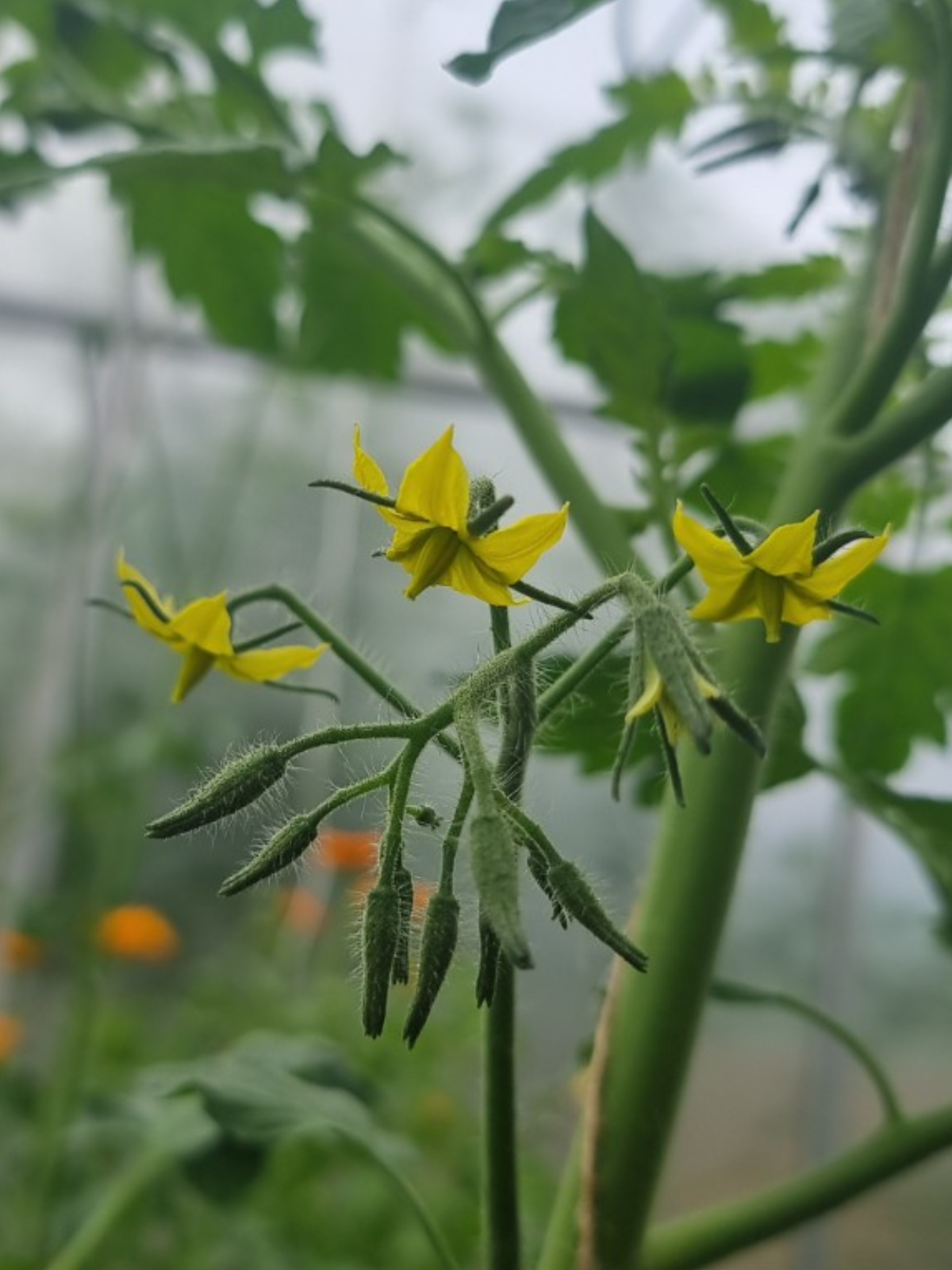 Tomatenblüten im Gewächshaus – Tomaten mit elektrischer Zahnbürste bestäuben für besseren Fruchtansatz.