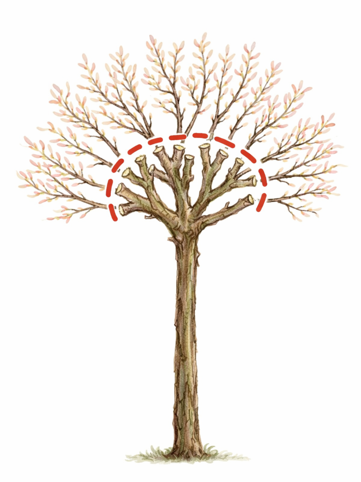 Schema zum Schneiden einer Harlekinweide (Salix integra Hakuro-nishiki): Triebe werden im Frühjahr auf die alte Krone zurückgeschnitten.