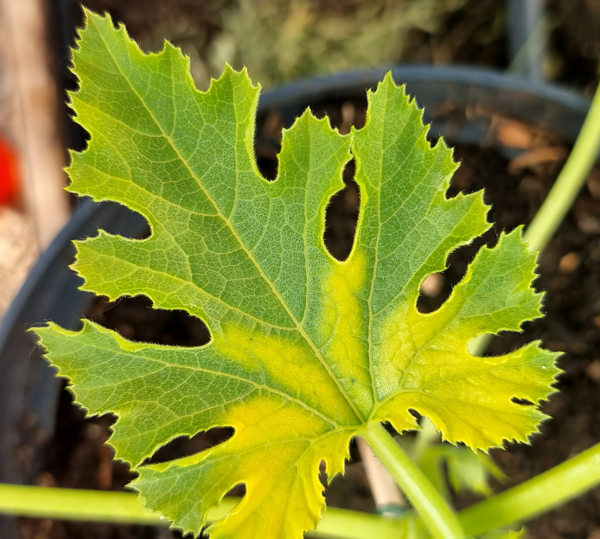 Zucchiniblatt mit sichtbarer gelben VerfÀbung. Hinweis auf NÀhrstoffmangel.
