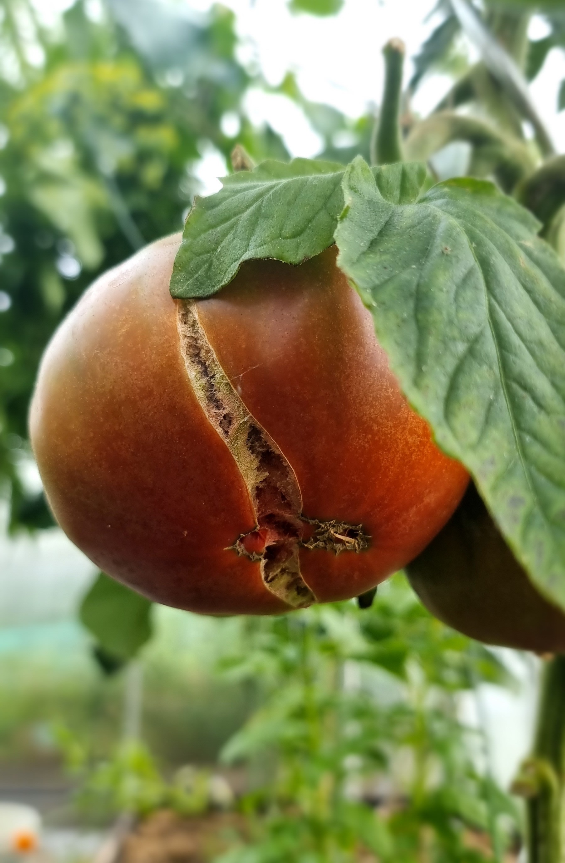 Unreife aufgeplatzte Tomate im Gewächshaus.