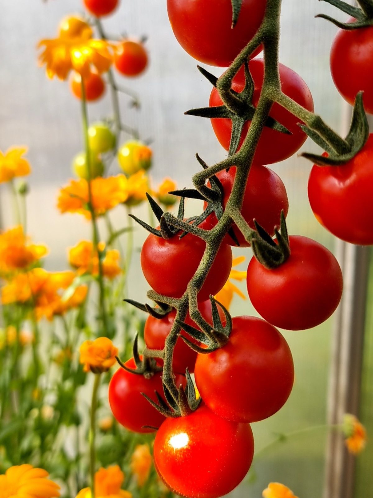 Philovita Cherrytomaten in Reifung an der Pflanze – rote und gelbe Früchte mit Ringelblumen im Gewächshaus