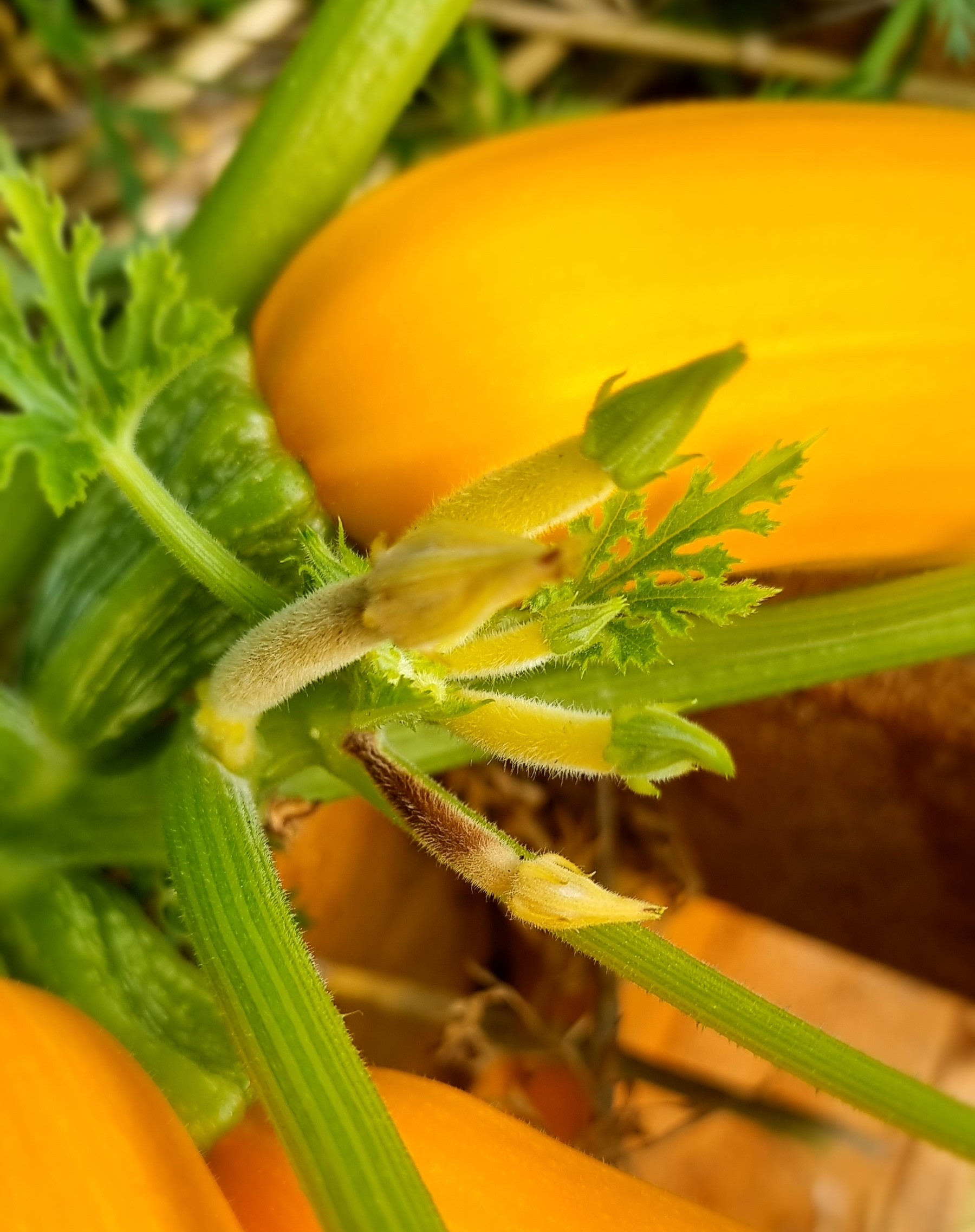Nahaufnahme einer gelben Zucchini an der Pflanze mit frischen Blättern und jungen Blütenansätzen die braun sind im Garten.