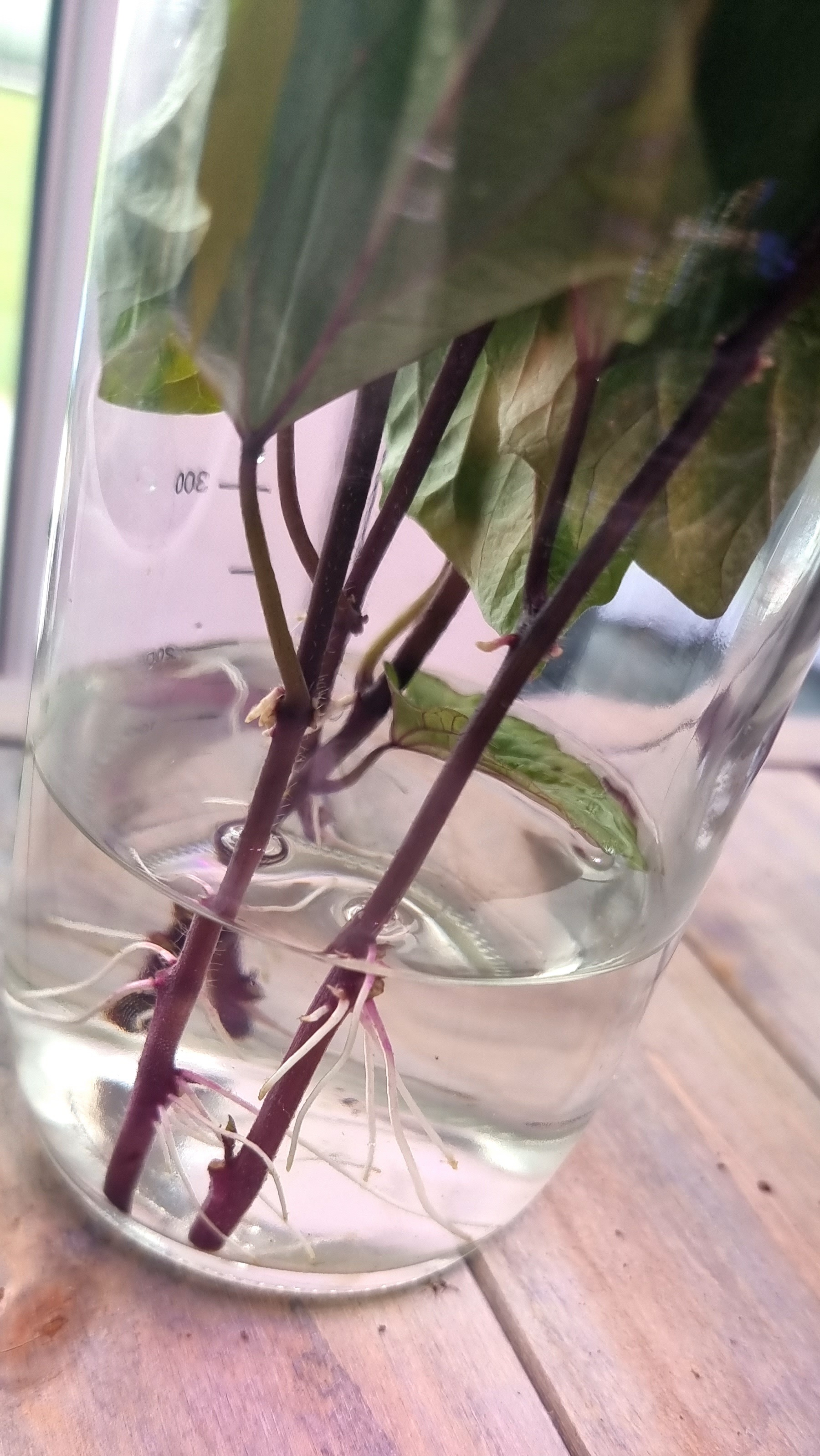 Junge Sueßkartoffeltriebe in einem mit Wasser befüllten Glasbehälter. Sichtbare Wurzeln an den Trieben.