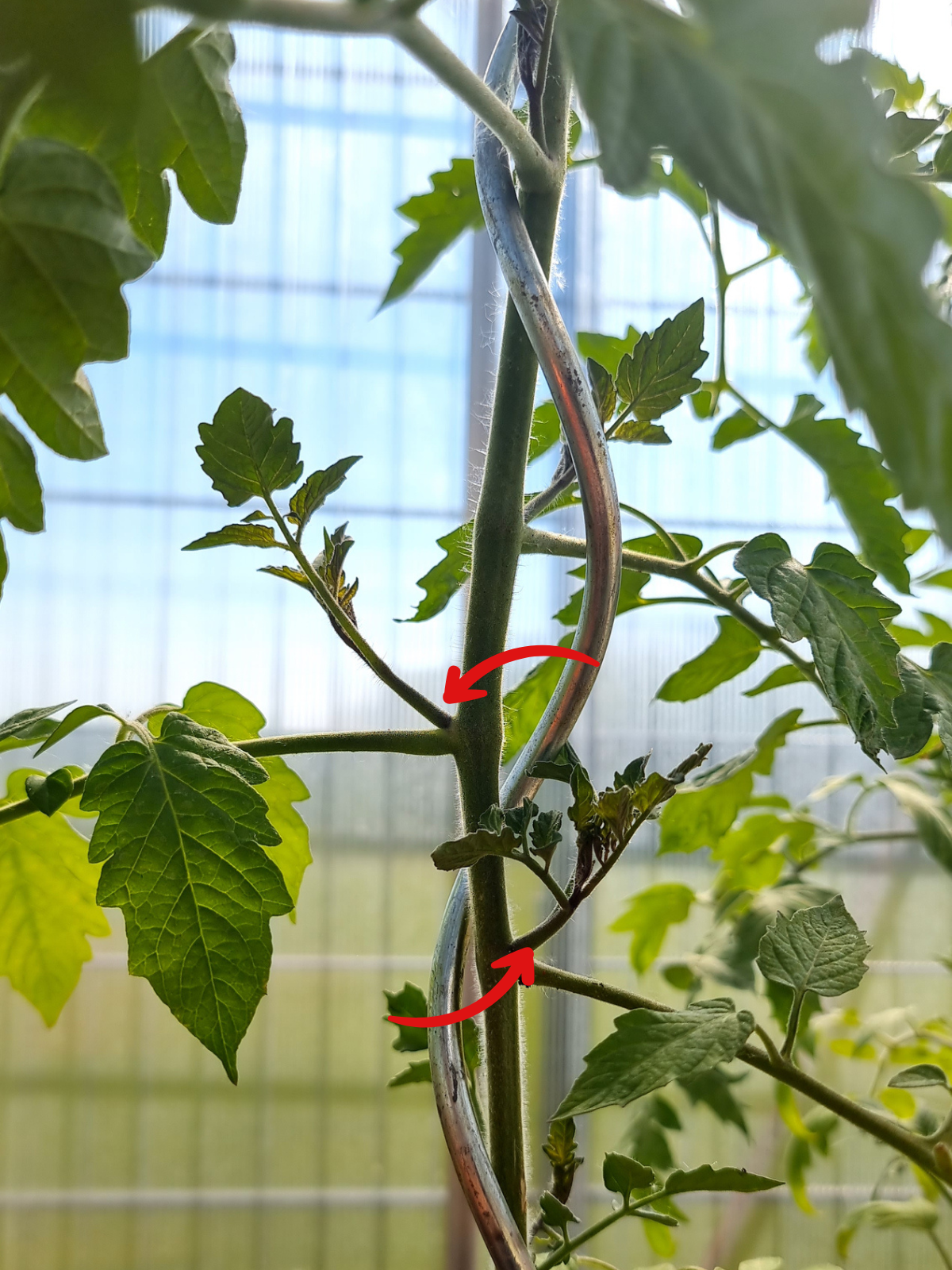 Tomatenpflanze mit Spiralstab im Gewächshaus – stabiler Wuchs durch Stütze mit roten Pfeilen, die auf die Geiztriebe zeigen.