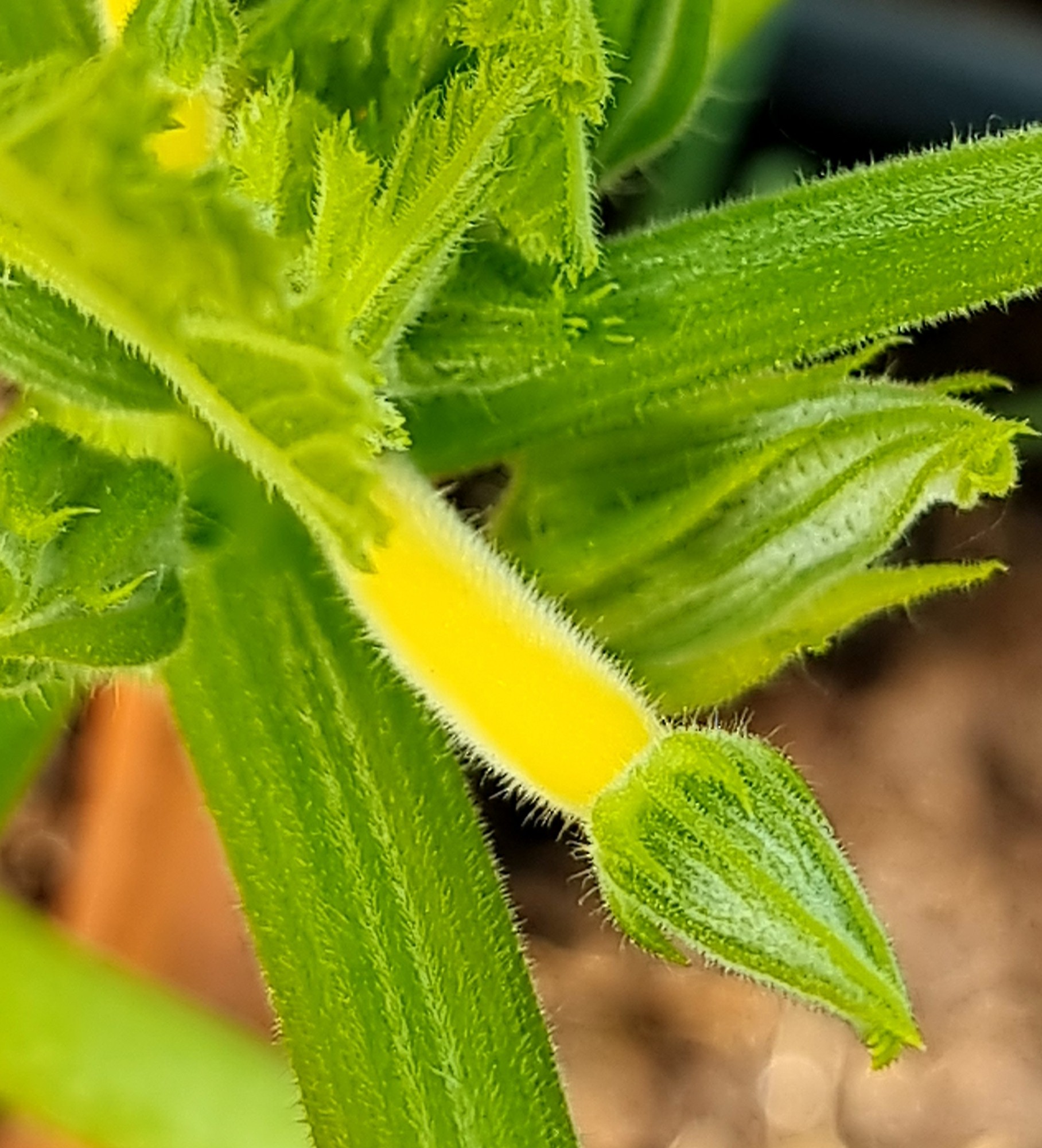 Weibliche ZucchiniblĂŒte: kurzer Stiel mit kleiner gelben Zucchinifrucht-daraus wird die Frucht.