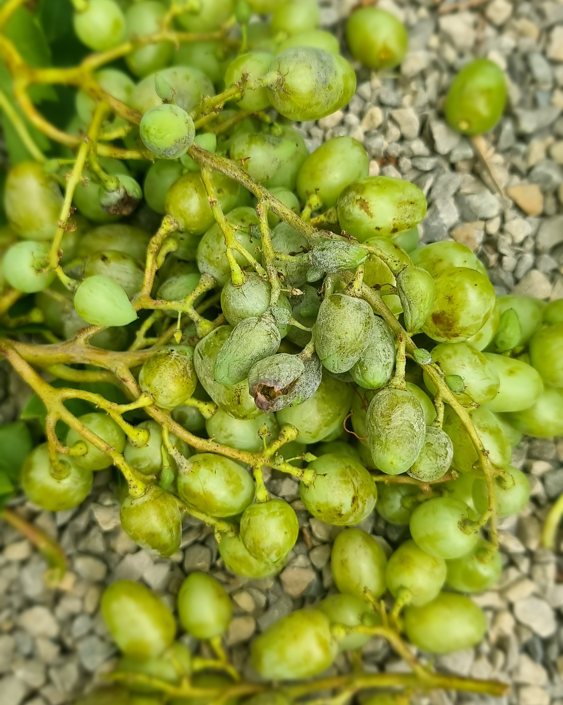 Nahaufnahme von grünen Weintrauben mit deutlichem Befall durch Grauschimmel (Botrytis), einige Beeren sind verfärbt und beschädigt, die Trauben liegen auf Kiesboden.