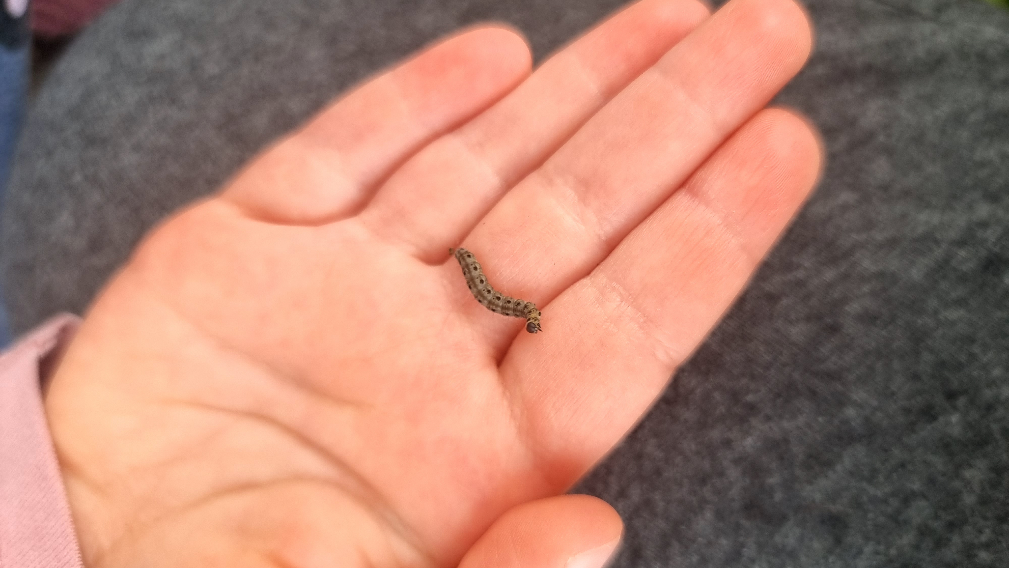 Kinderhand auf der eine Apfelwickler-Raupe kriecht.