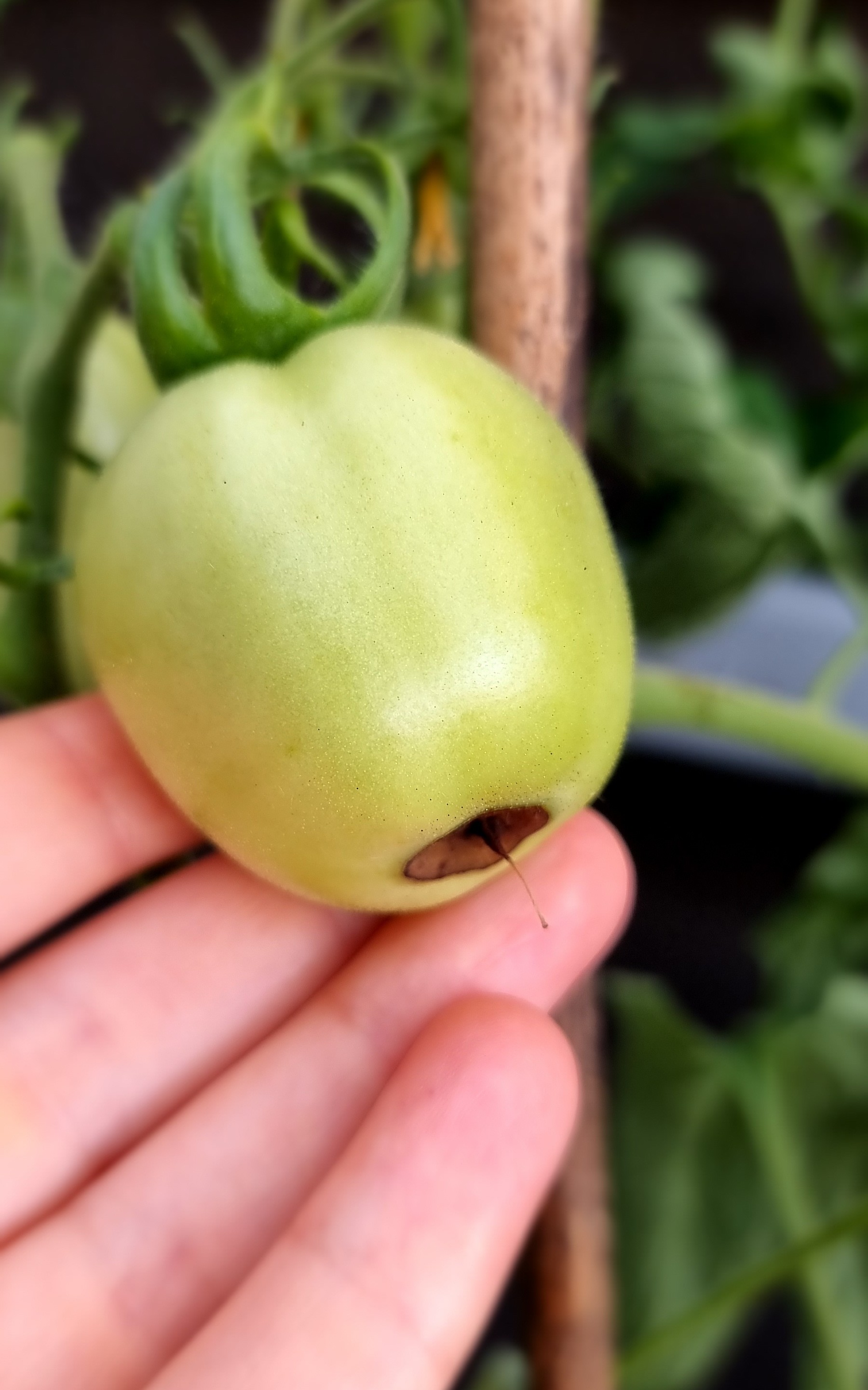 Grüne unreife Tomate mit braun verfärbter Unterseite, die von Blütenendfäule betroffen ist – Nahaufnahme mit Hand im Bild.