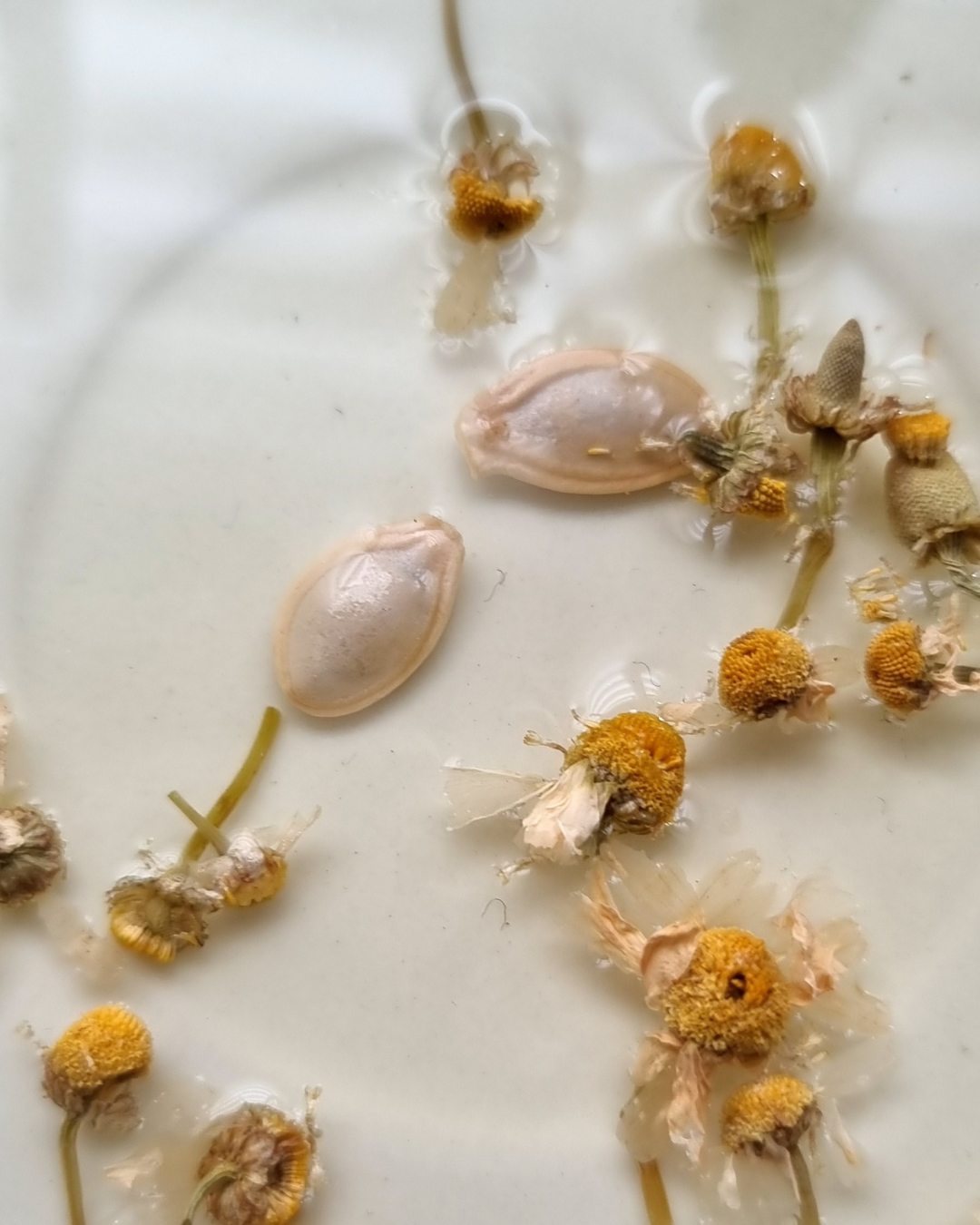 Gurkensamen schwimmen in einem Aufguss aus getrockneten Kamillenblüten – eine sanfte Methode zum Vorkeimen in naturbelassener Umgebung.