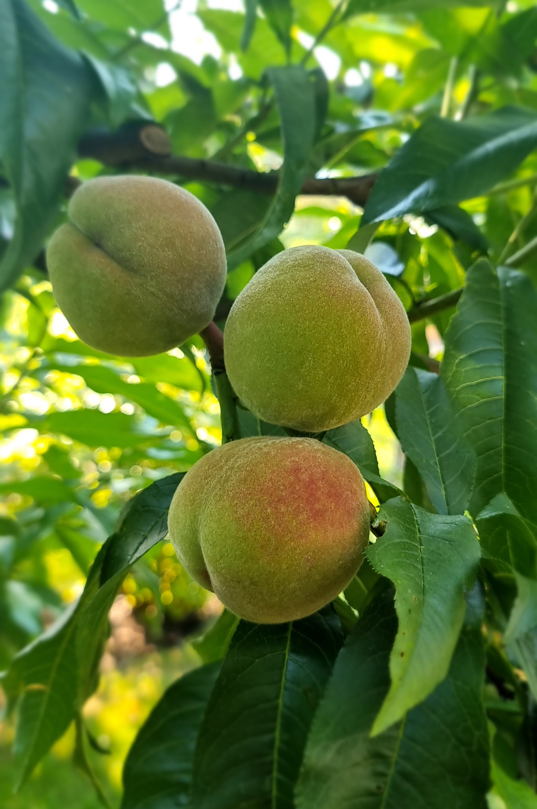 Reife Pfirsiche am Baum im Sommer – Tipps zur sanften Pflege für gesunde Bäume und eine süße Ernte im eigenen Garten.