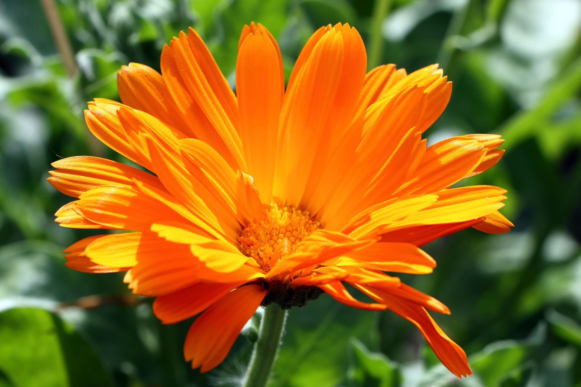 Geöffnete orangenfarbende Blüte einer Ringelblume.