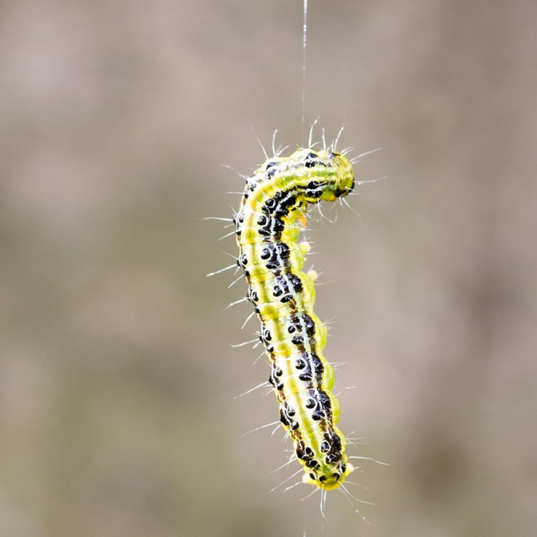 Grün-schwarze Raupe des Buchsbaumzünslers hängt an einem Faden vor unscharfem Naturhintergrund.