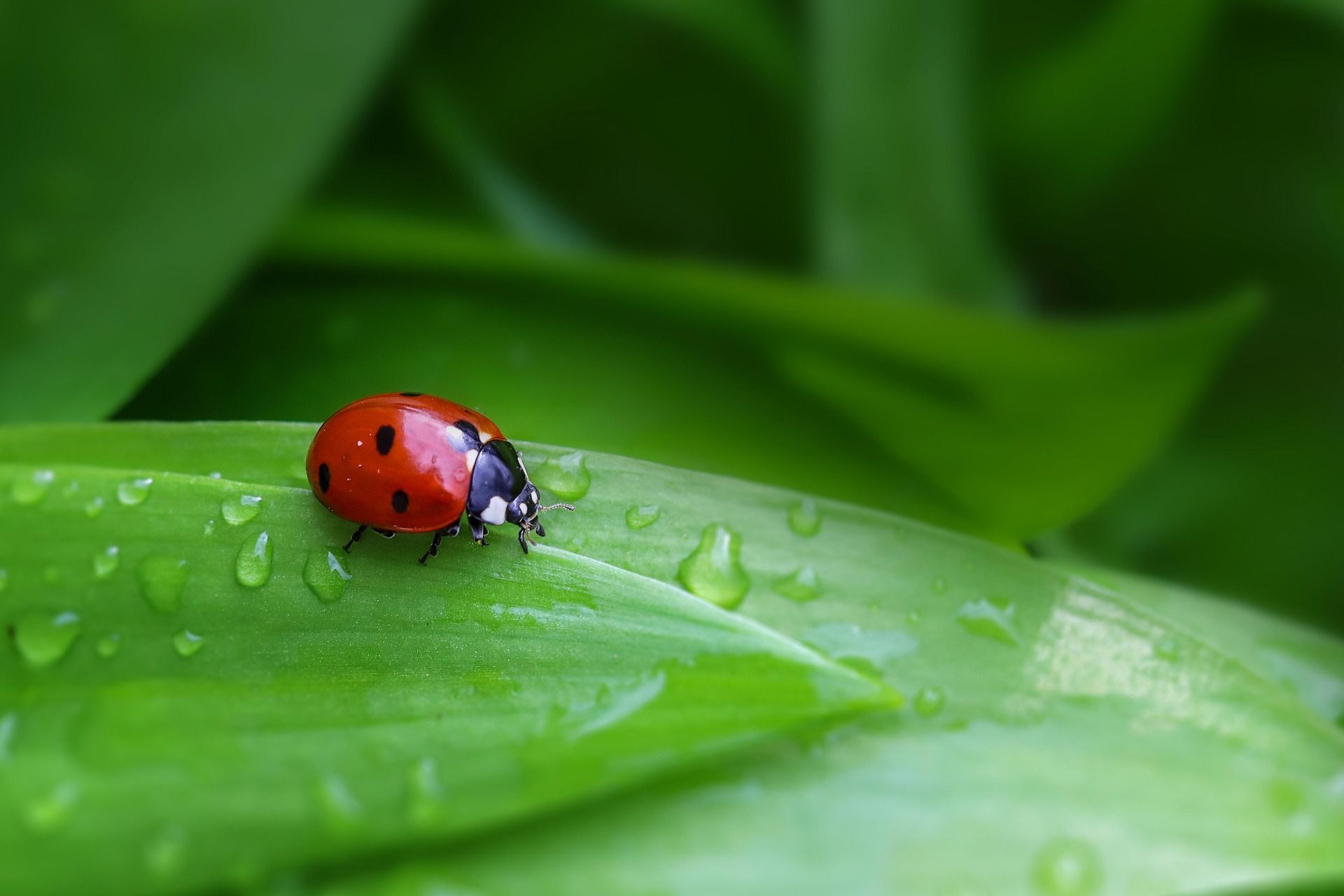 Ein leuchtend roter Marienkäfer mit schwarzen Punkten sitzt auf einem frischen, grünen Blatt mit Tautropfen. Das Bild symbolisiert natürliche Schädlingsbekämpfung, Feuchtigkeit im Garten und das Zusammenspiel von Nützlingen und Pflanzen.