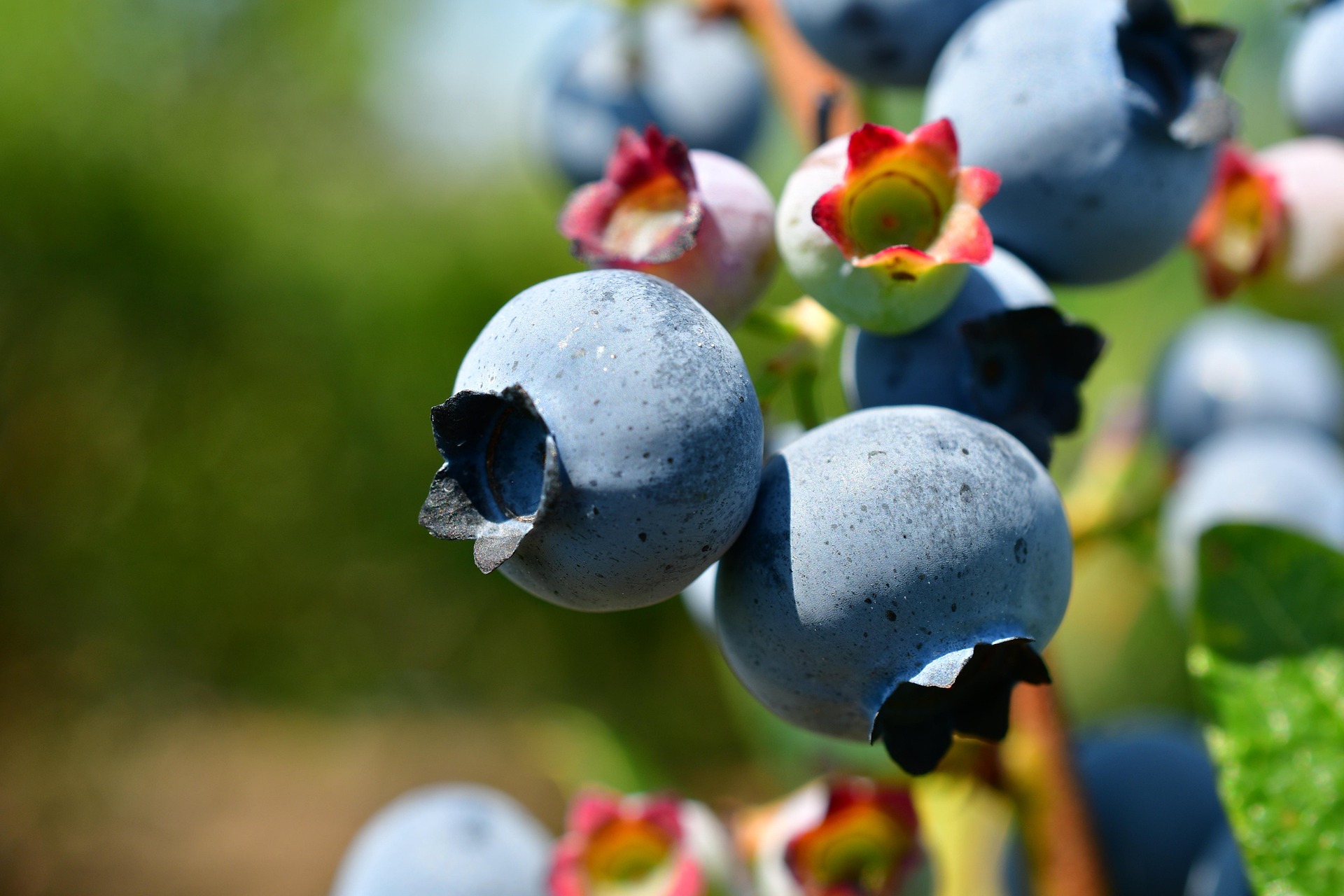 Reife Blaubeeren am Strauch, bereit zum Ernten.