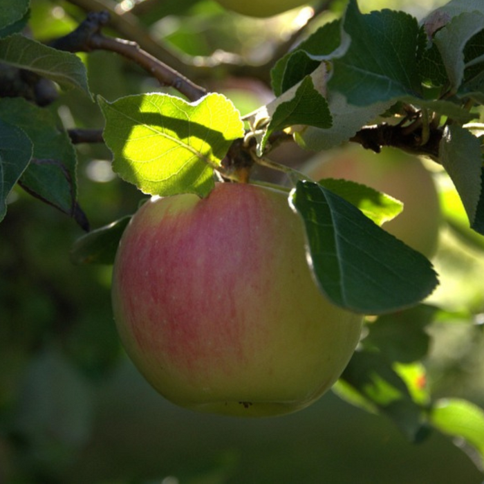 Sonnendurchflutete Apfelbaumzweige mit reifen, rot-grünen Äpfeln – gesund und kraftvoll im Garten. 🌿