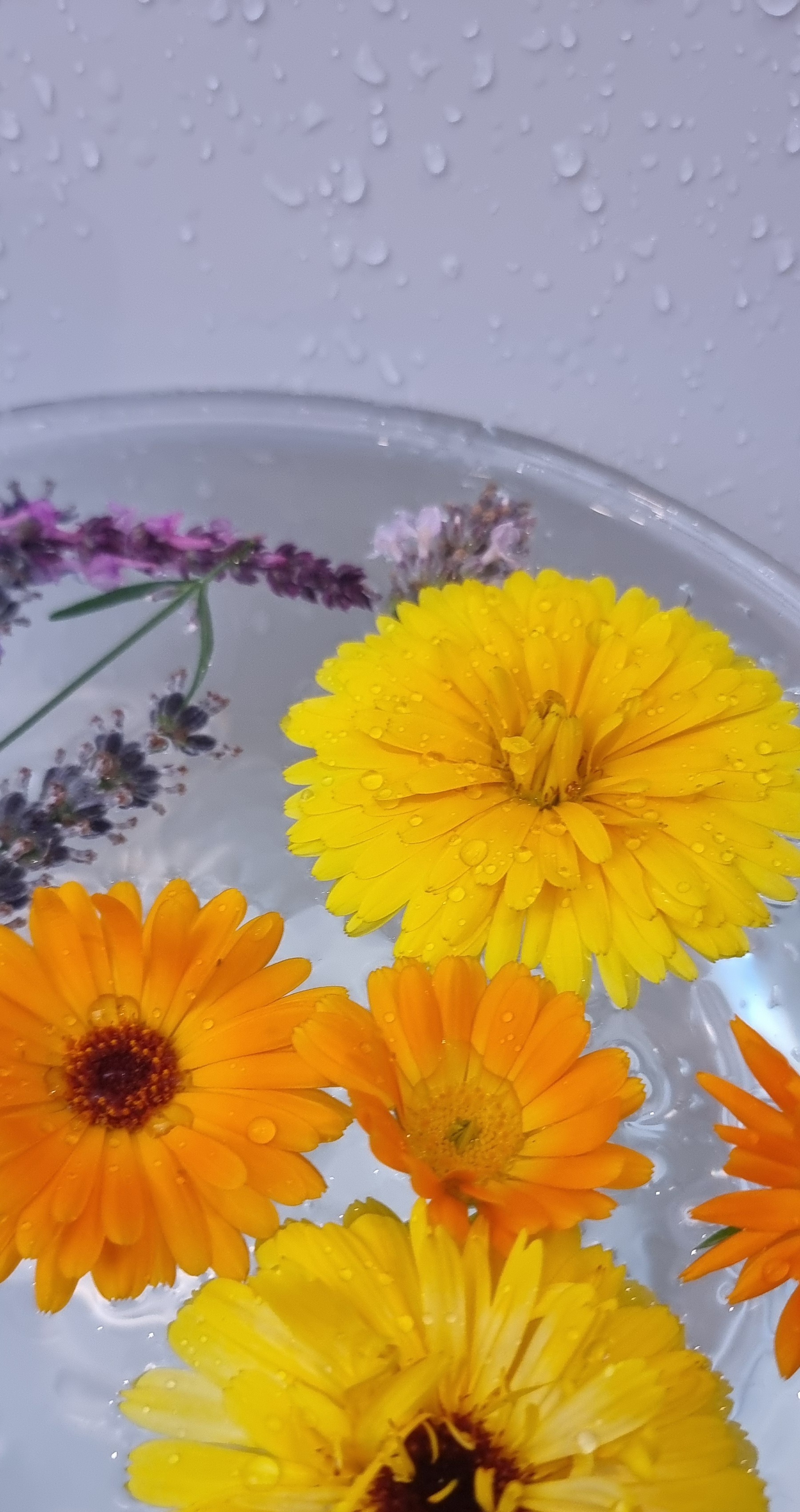 Badewanne mit Wasser, in dem frische Blüten von gelben und orangefarbenen Ringelblumen sowie violettem Lavendel schwimmen – natürlicher Schmuck für ein Detox-Entgiftungsbad. Coverbild für ein sanftes Entgiftungsbad mit Bittersalz und Heilerde.