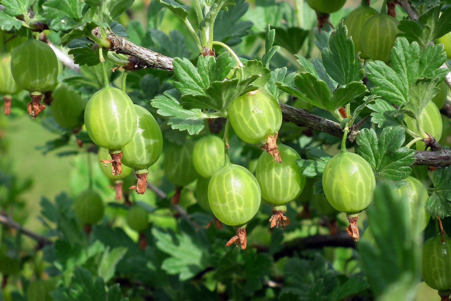 Grüne Stachelbeeren am Strauch.