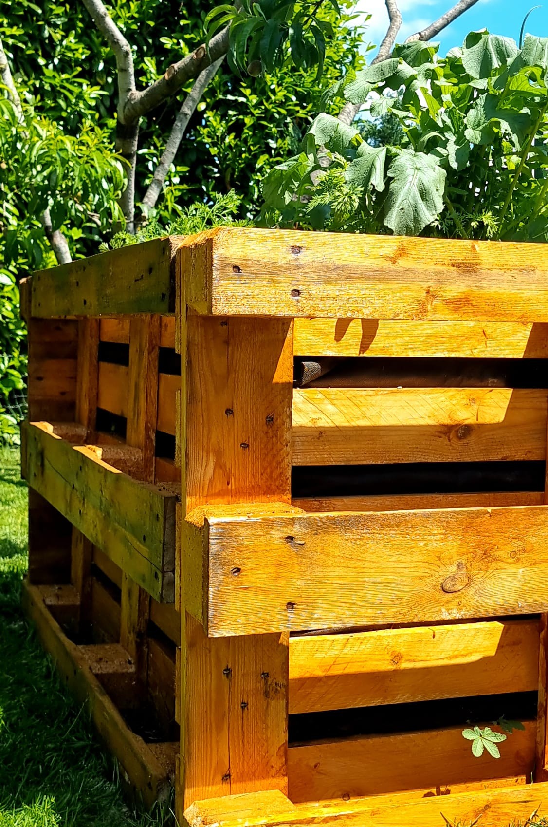 Nahaufnahme eines selbstgebauten Hochbeets aus vier Europaletten im Garten. Das Holz leuchtet goldbraun in der Sonne.