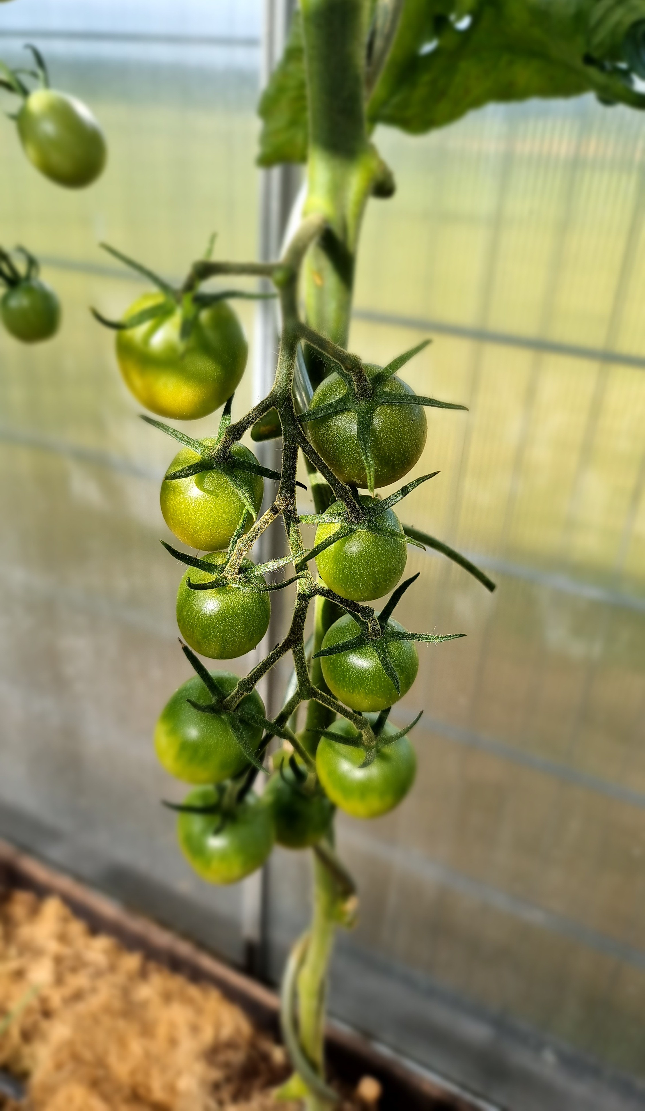 Dicht behangene Cherrytomaten-Rispe im Gewächshaus – durch gezielten Rückschnitt bekommt jede Frucht mehr Licht und Luft zum Reifen.