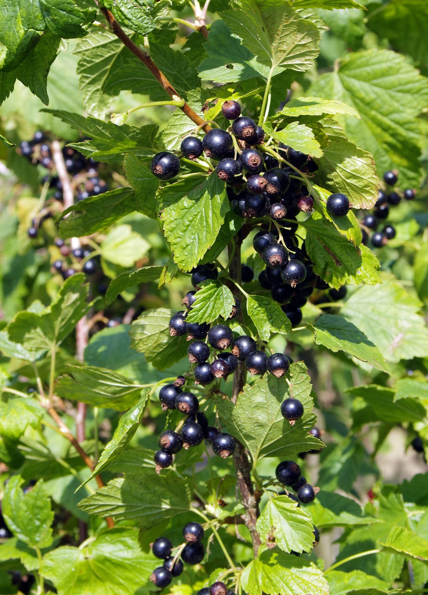 Schwarze Johannisbeeren am Strauch, bereit für die Ernte.