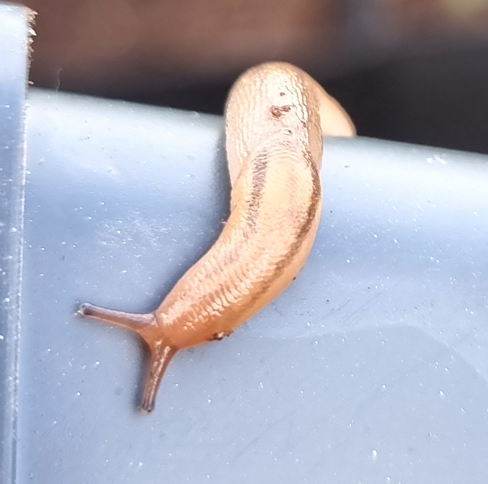 Braune Nacktschnecke auf einem Pflanzgefäßrand im Garten – natürliche Schneckenabwehr mit sanften Methoden.