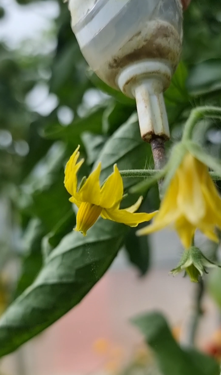 Bestäubung einer Tomatenblüte mit einer elektrischen Zahnbürste im Gewächshaus.