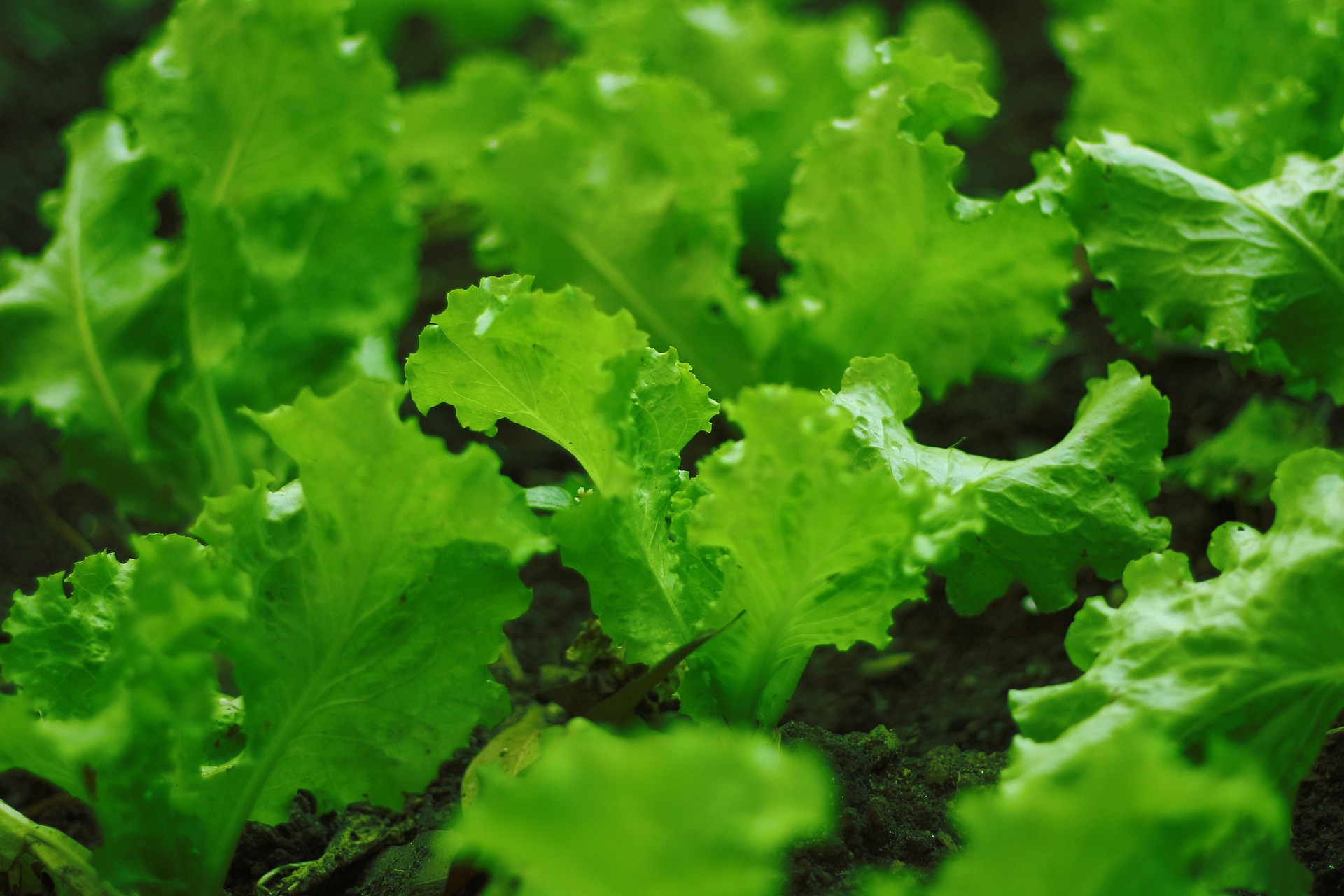 Frischer grüner Pflücksalat im Beet – knackige Blätter in sattem Grün, ideal für die Sommer- und Herbstaussaat im August.