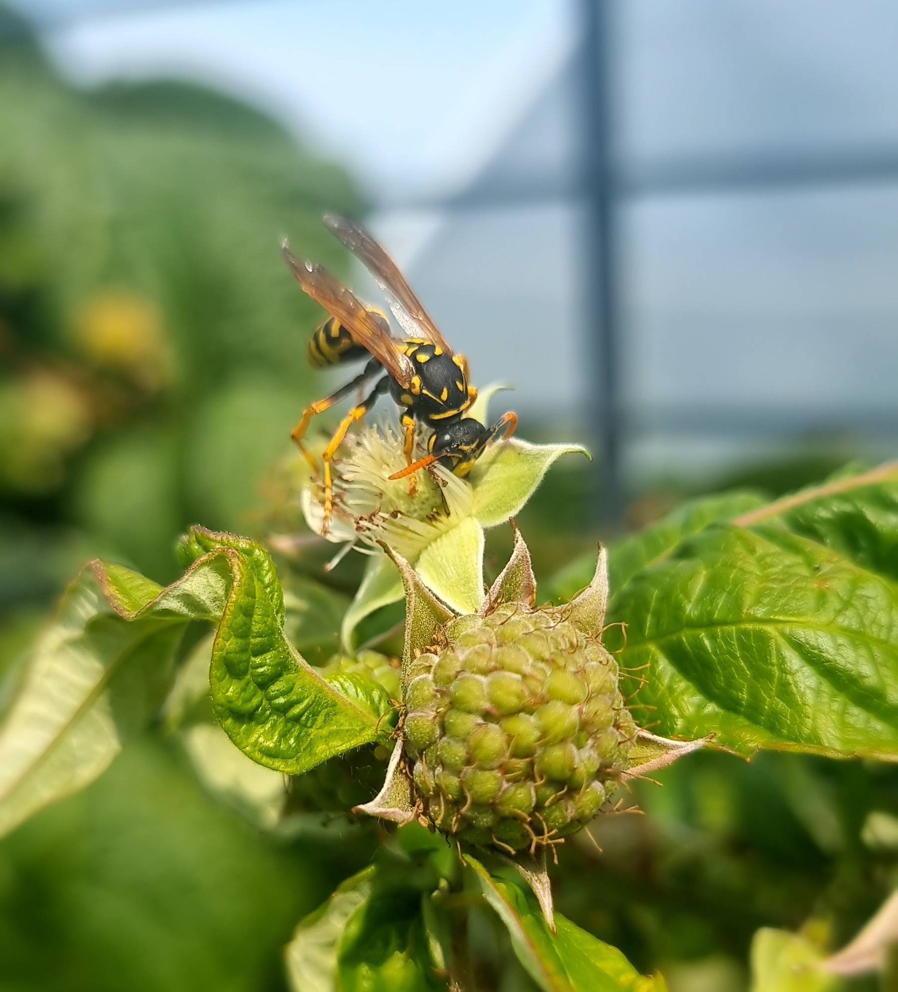 Nahaufnahme einer Wespe, die Nektar aus einer Himbeerblüte sammelt, mit unscharfem Hintergrund im sommerlichen Garten.