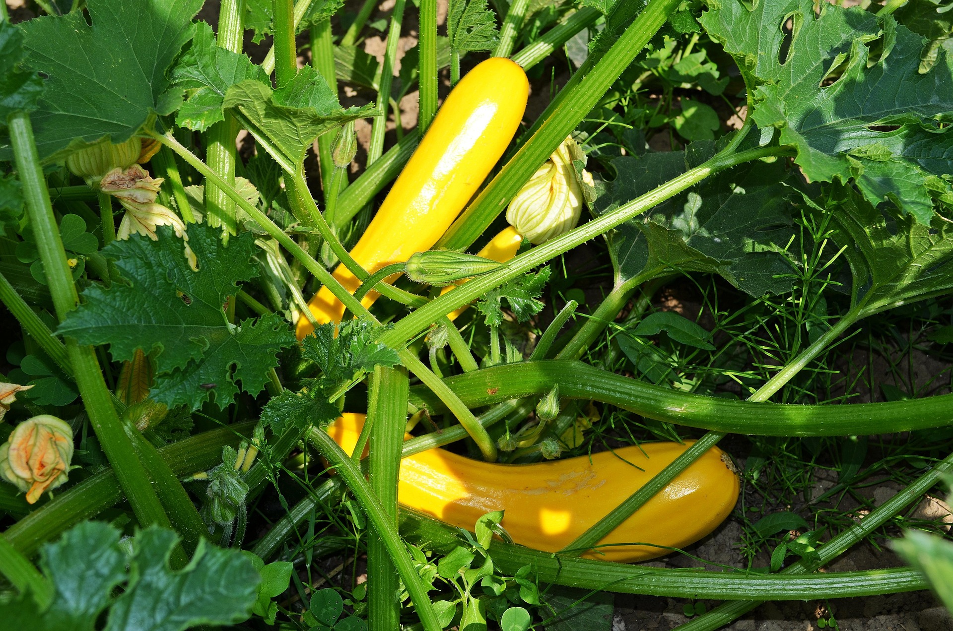 Gelbe Zucchini inmitten kräftiger grüner Blätter, reif gewachsen an einer gesunden Pflanze im Hochbeet. Die Frucht liegt leicht gebogen auf einem mit Mulch bedeckten Boden – ein natürlicher Moment voller Gartenglück.