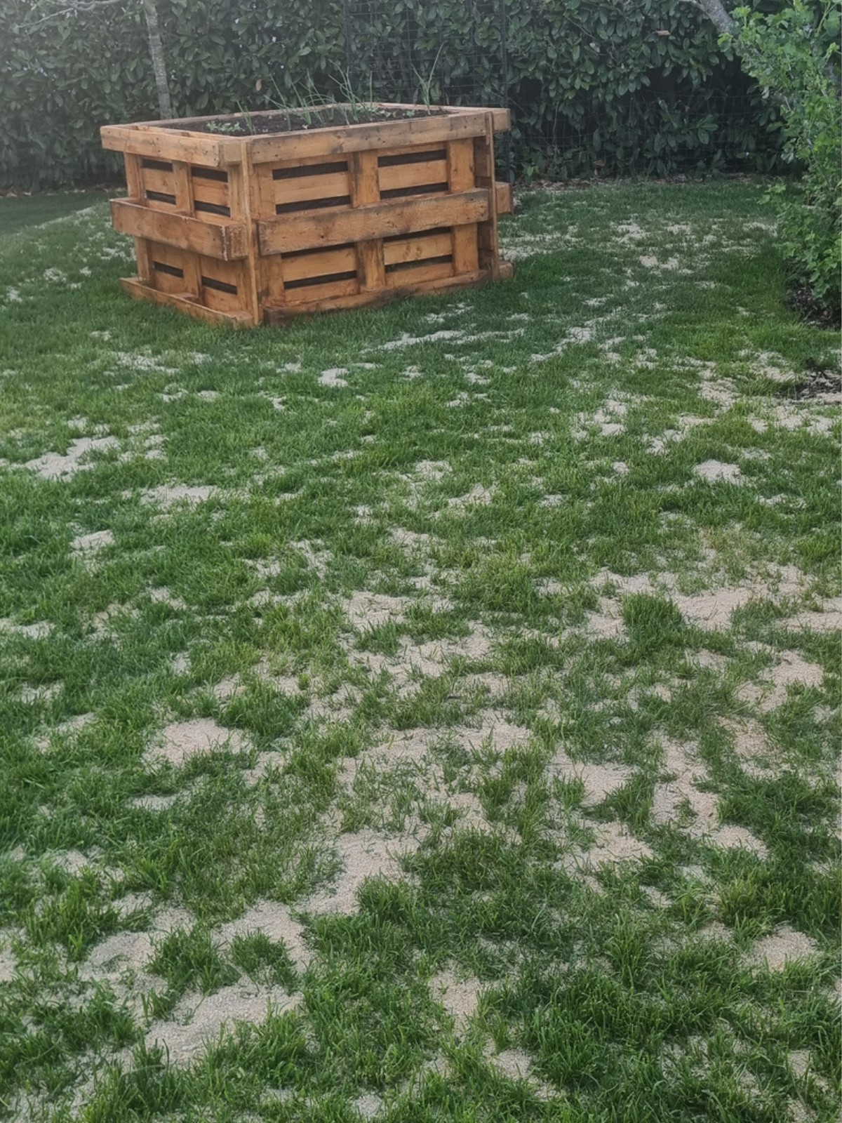 Natürlicher Rasen nach Topdressing – dichtes grünes Gras mit verbesserter Bodenstruktur im Garten