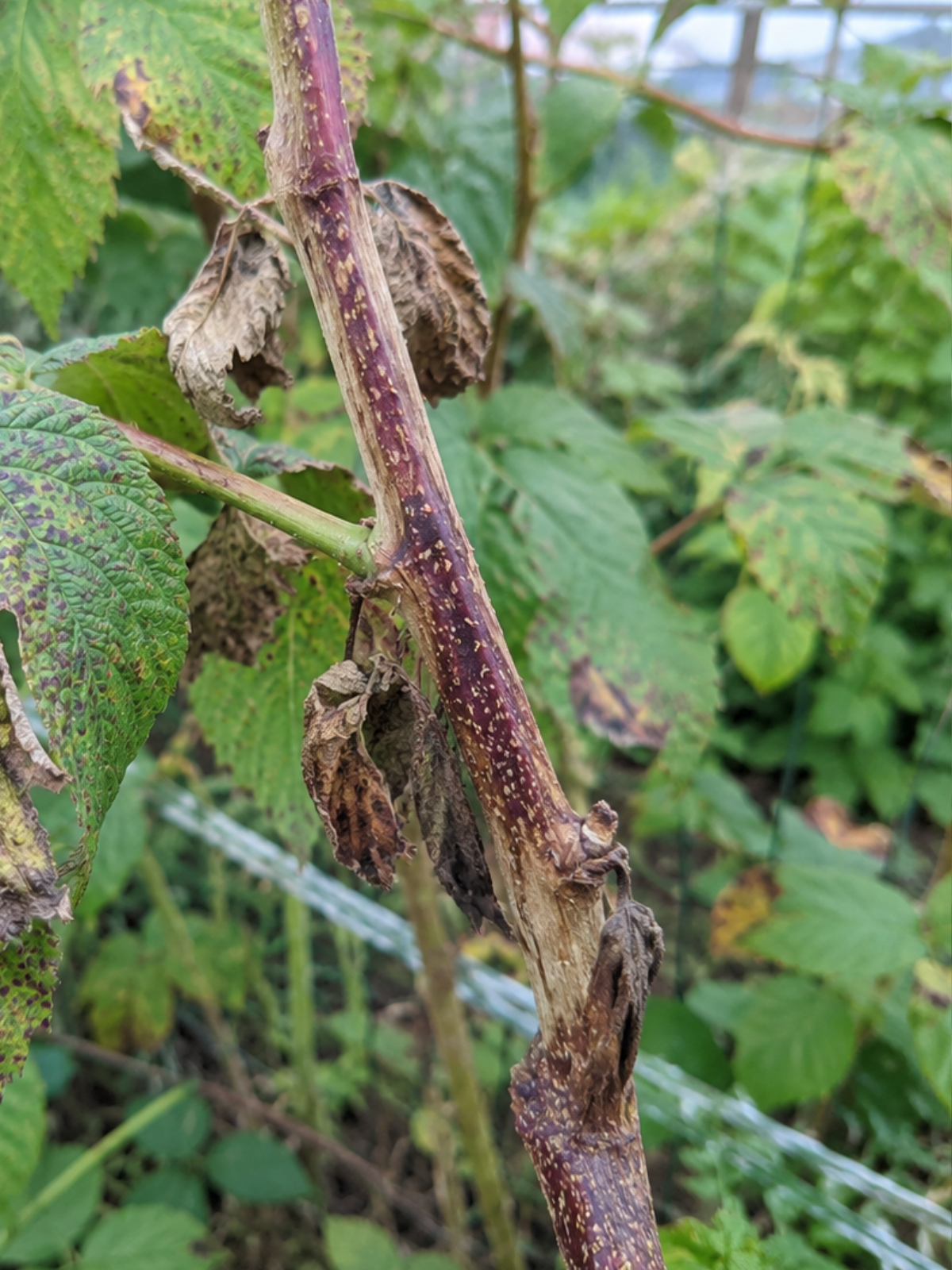 Rutenkrankheit an Himbeeren und Brombeeren – braune Rutenflecken und kranke Blätter im Garten.