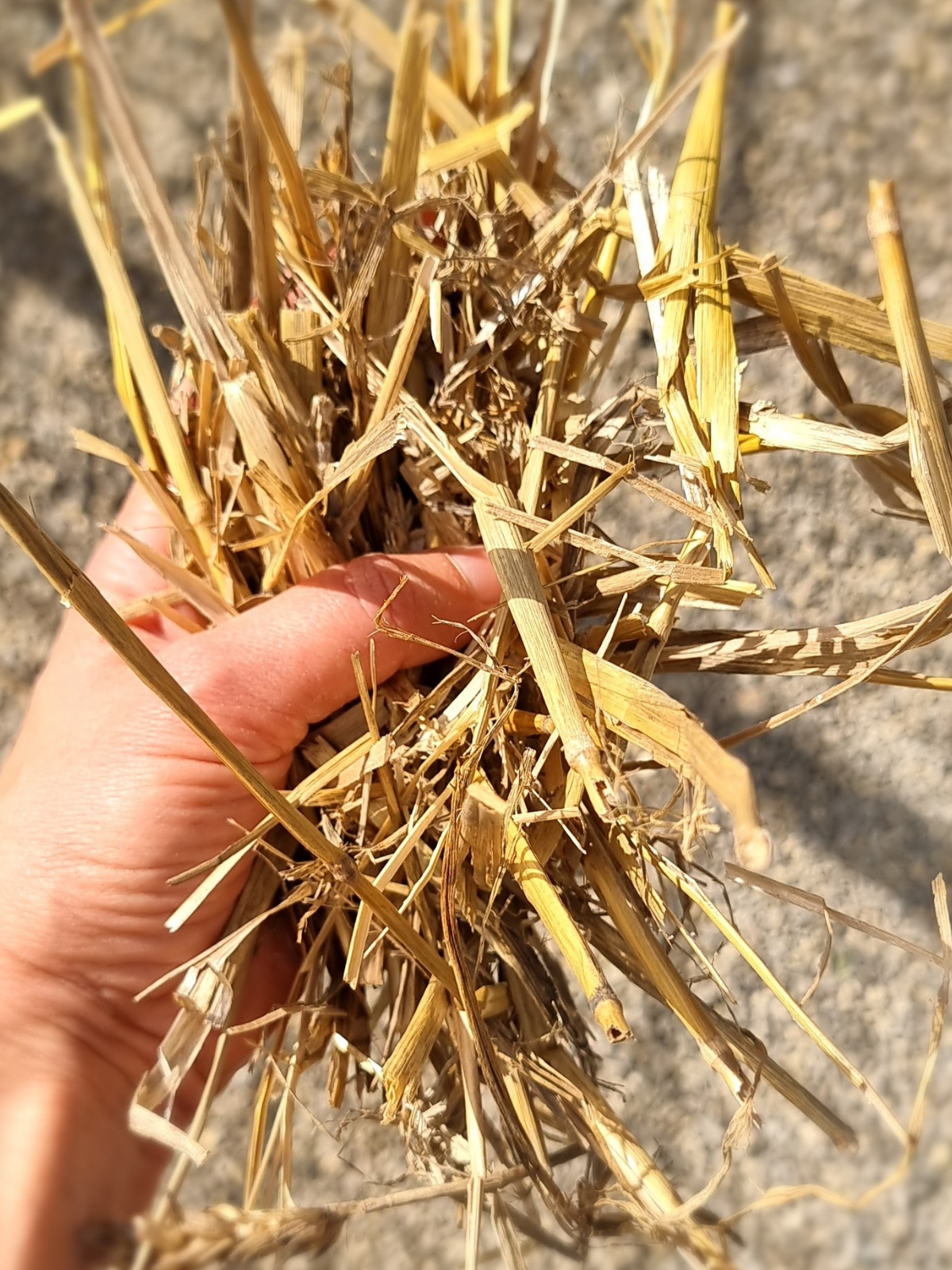 Eine Hand hält Stroh - Vorteile von Stroh im Garten