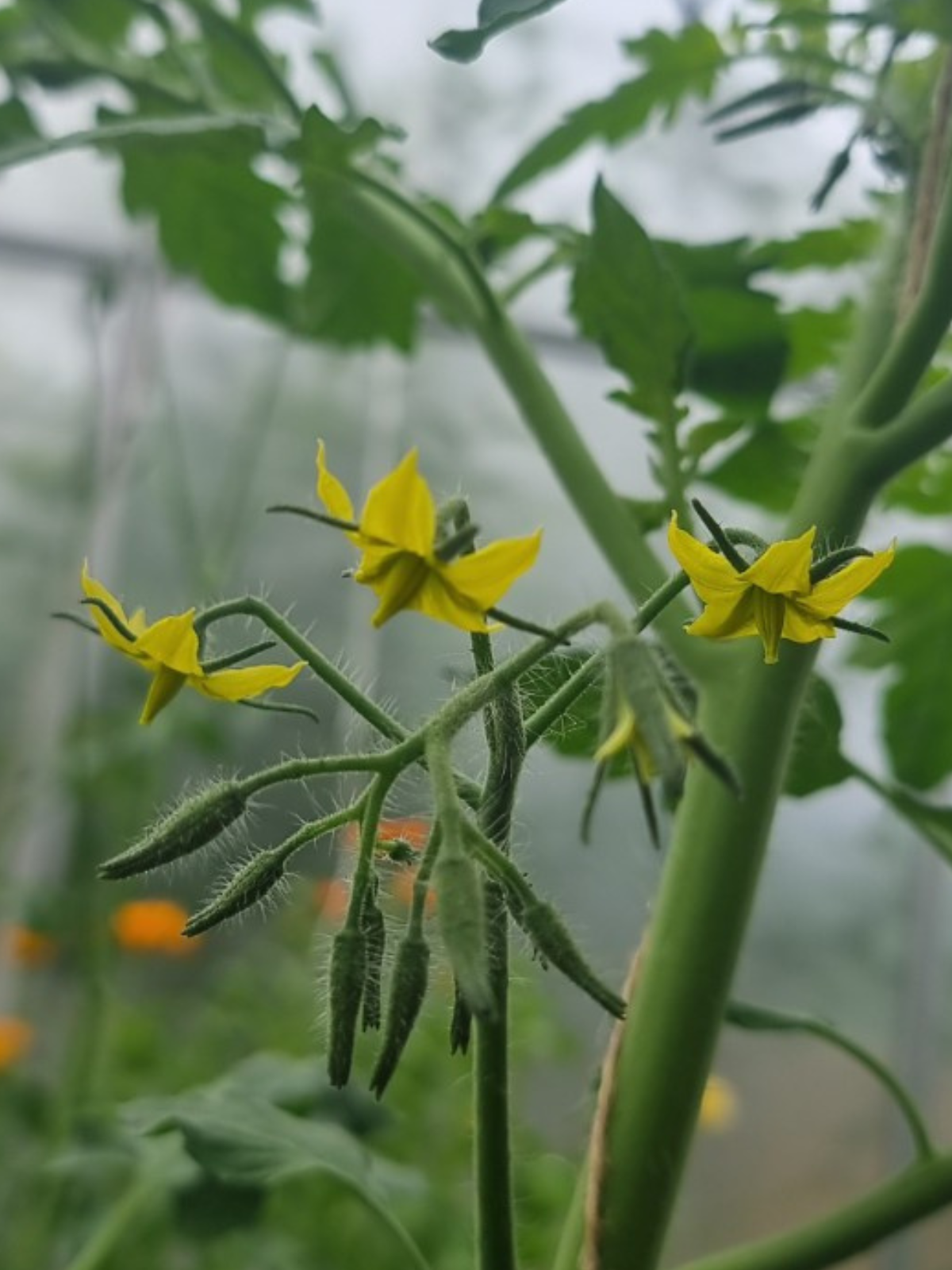 Tomatenblüten im Gewächshaus – Tomaten mit elektrischer Zahnbürste bestäuben für besseren Fruchtansatz.