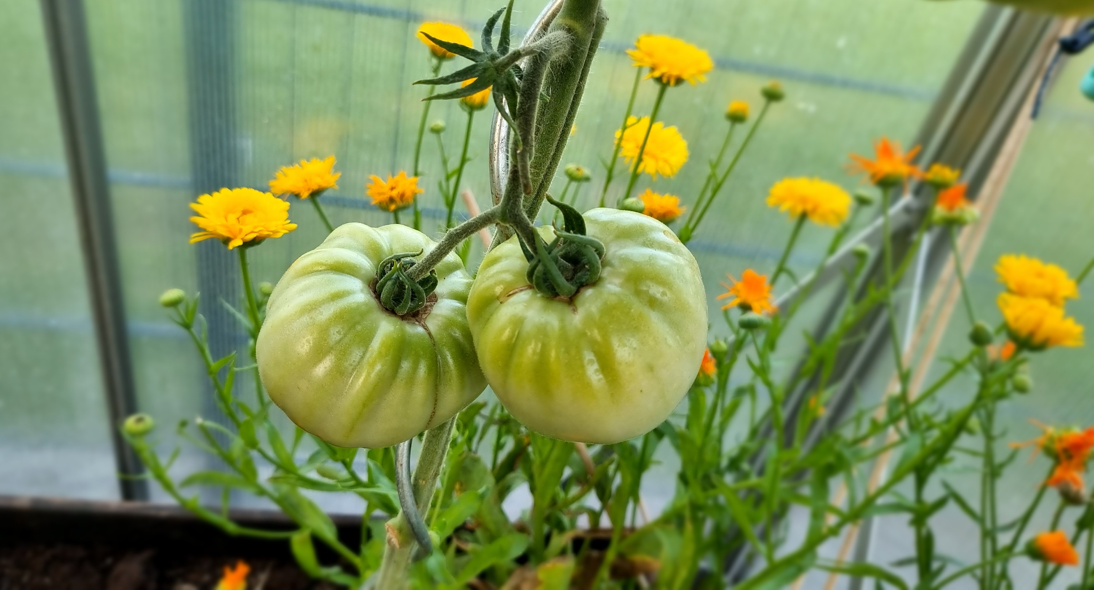 Zwei grüne, noch unreife Fleischtomaten hängen an einem kräftigen Tomatenstiel im Gewächshaus. Im Hintergrund blühen gelbe Ringelblumen, die als natürliche Begleitpflanzen zur Stärkung und zum Schutz im Gemüsebeet stehen.