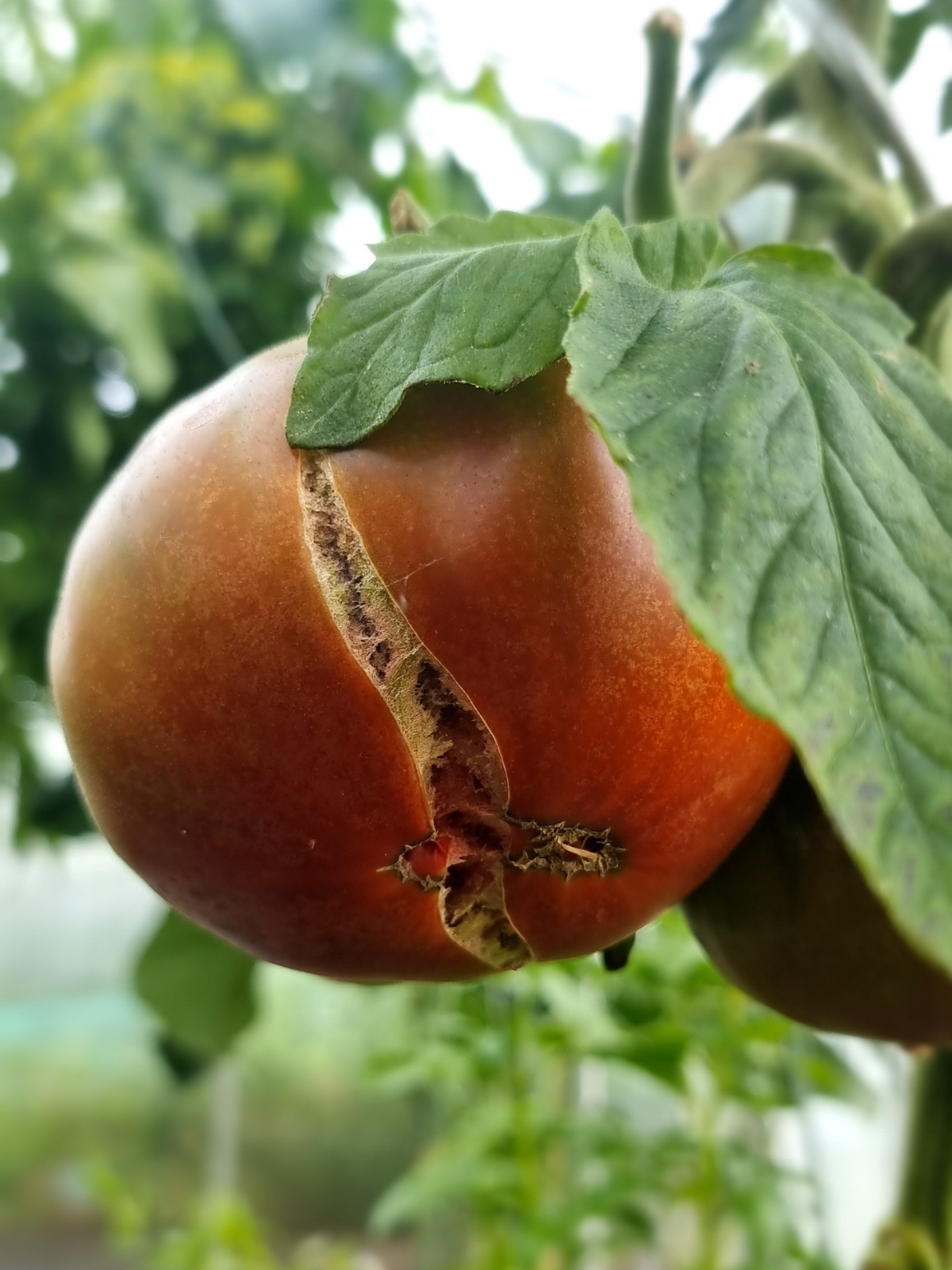 Aufgeplatzte Tomate durch unregelmäßiges Gießen – typisches Problem im Garten