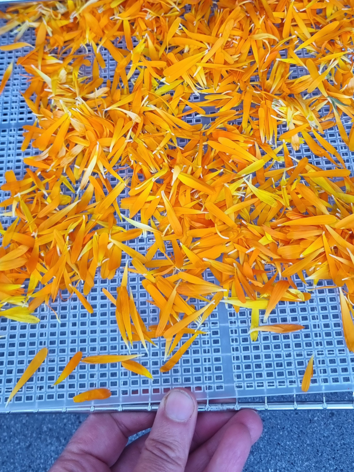Ringelblumenblüten im Dörrautomaten bei niedriger Temperatur trocknen für Tee, Ringelblumenöl und Ringelblumensalbe.