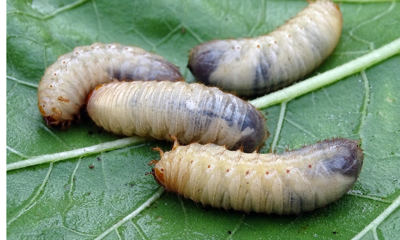Nahaufnahme von Engerlingen, den Larven des Maikäfers, auf einem grünen Blatt. Die dicken, weißlichen Larven mit braunem Kopf sind leicht gekrümmt und gut erkennbar.